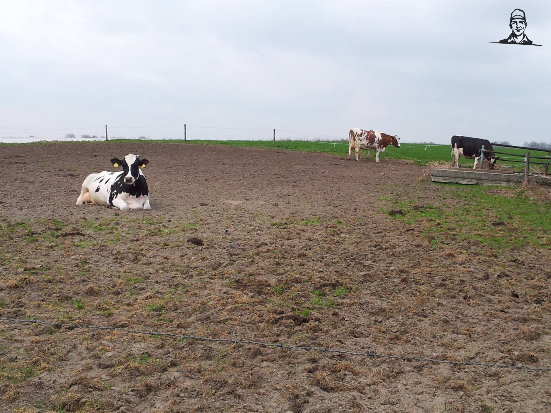 stage drogen koeien naar buiten van saartje_koe