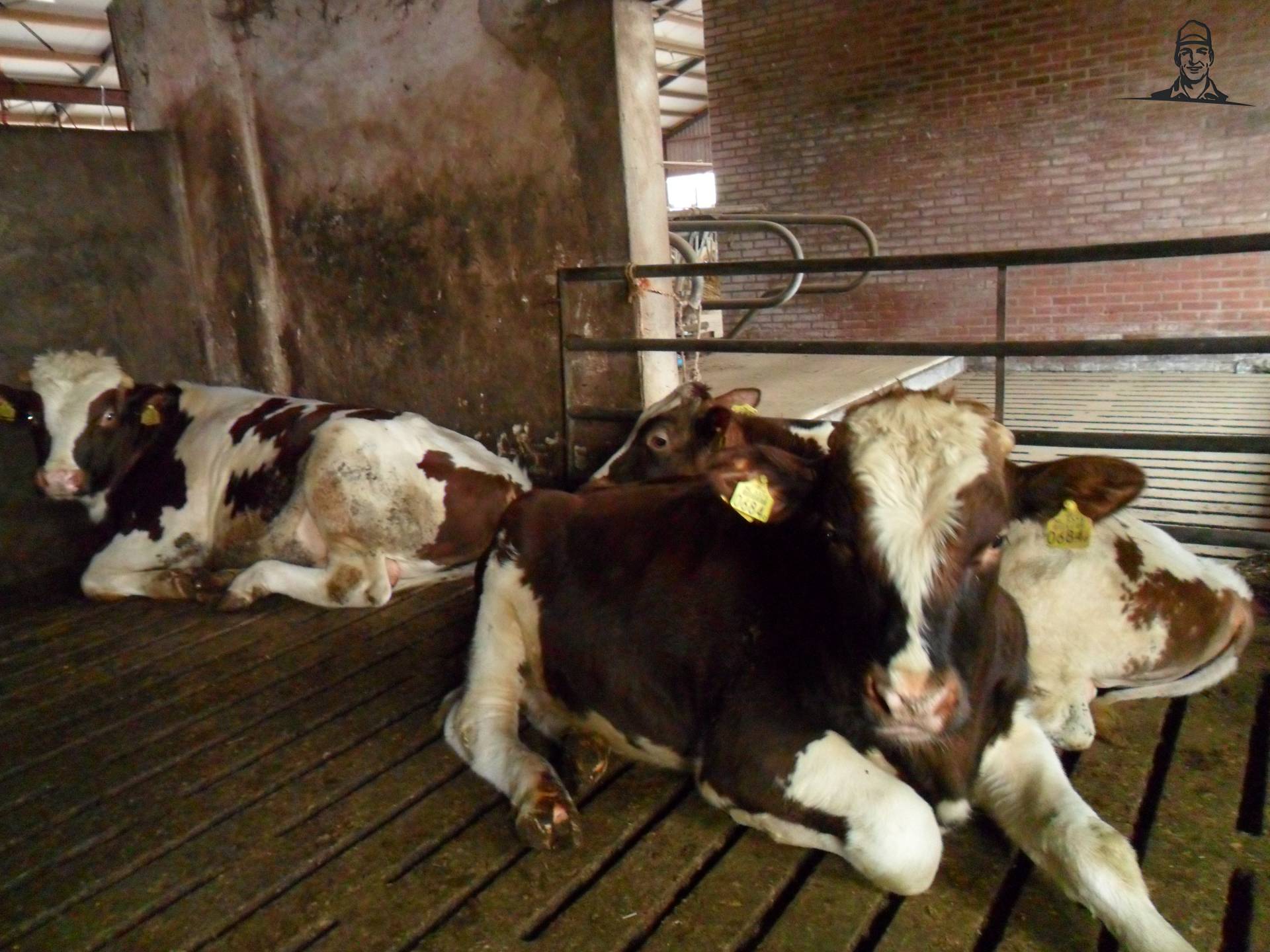 stieren op stage van saartje_koe