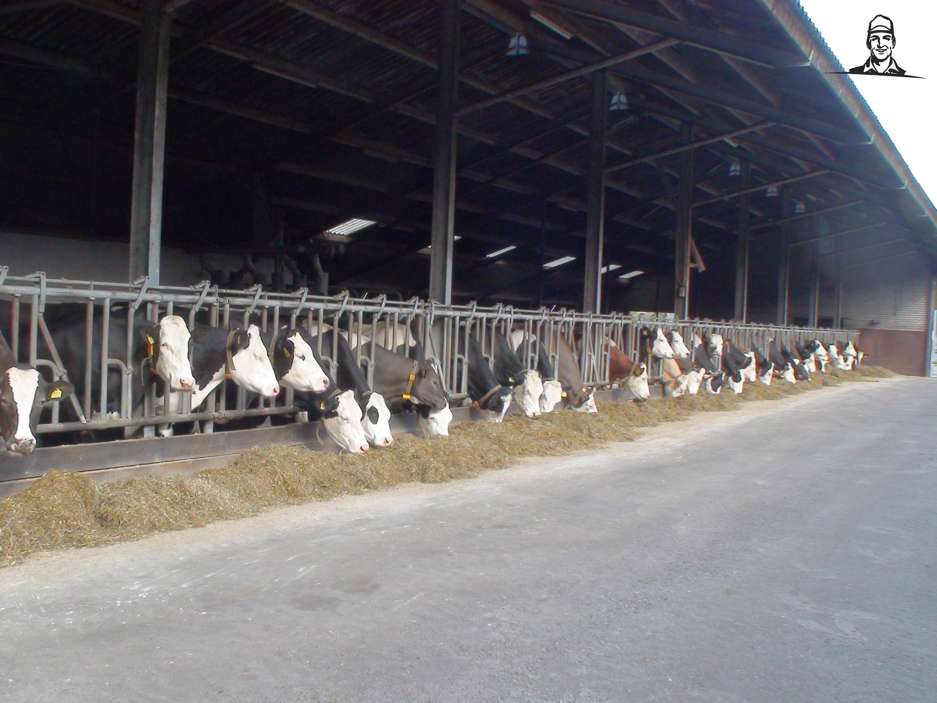 Stef uit de kast - Fleckviehs kijken in Aalten van Grasbaal