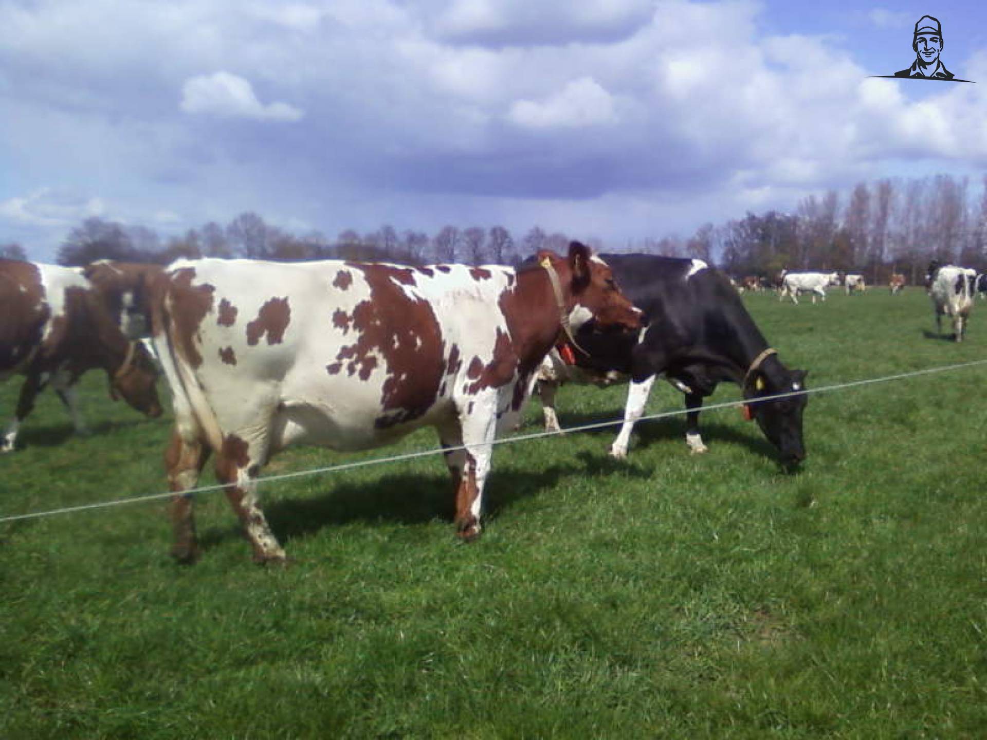 koeien loslaten van Fendtthebest