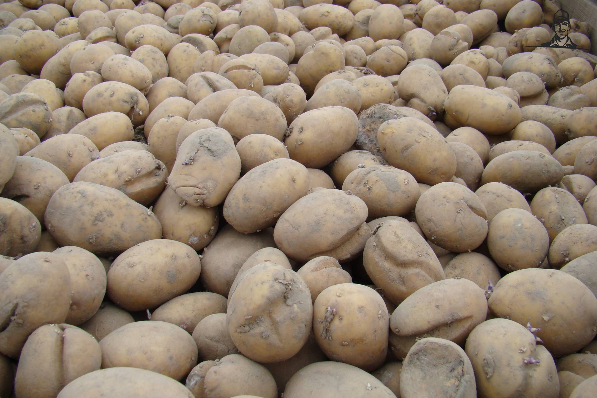 Aardappels klaar om gepoot te worden van Johndeeretje