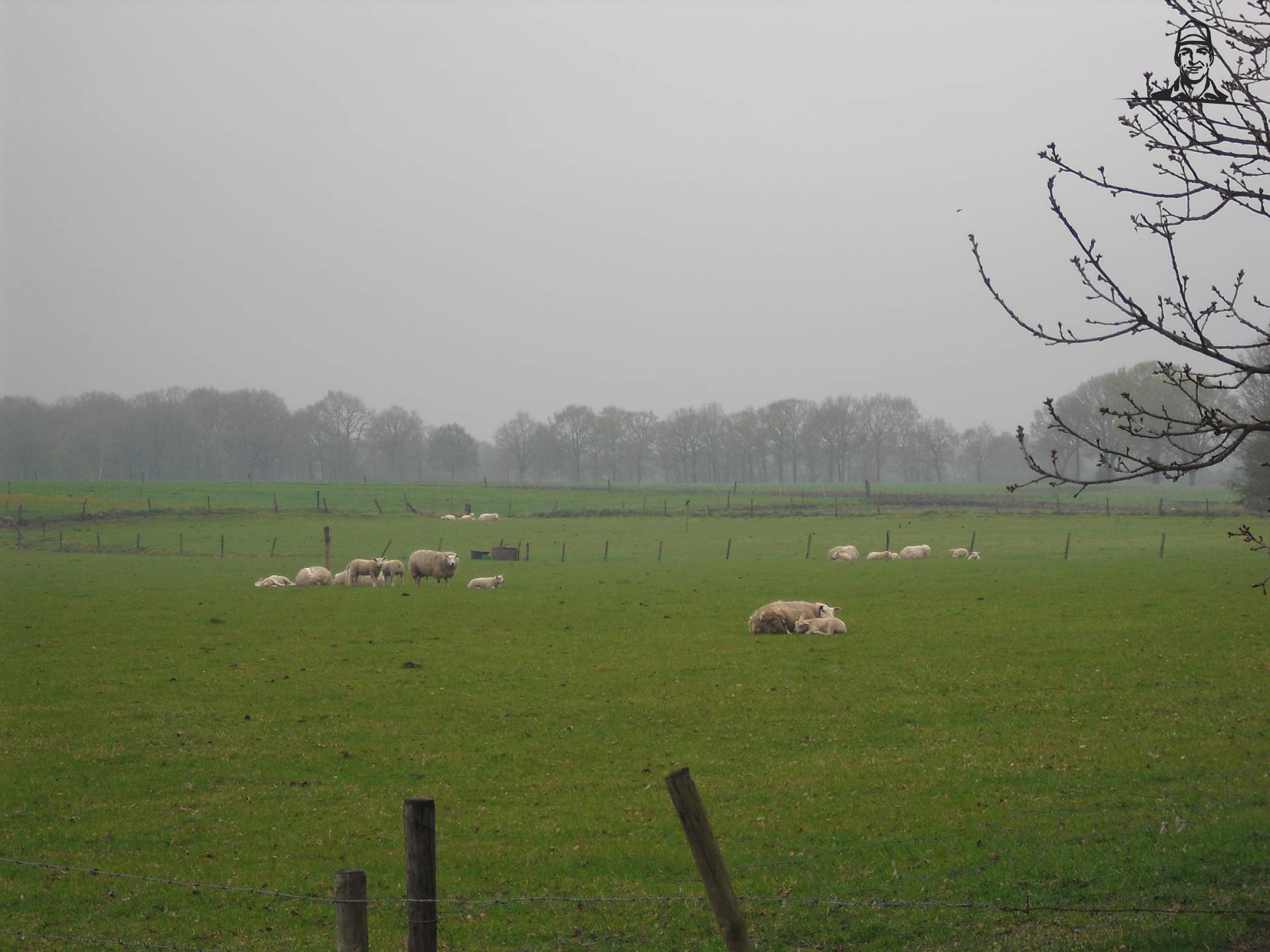 schapen van jd4050