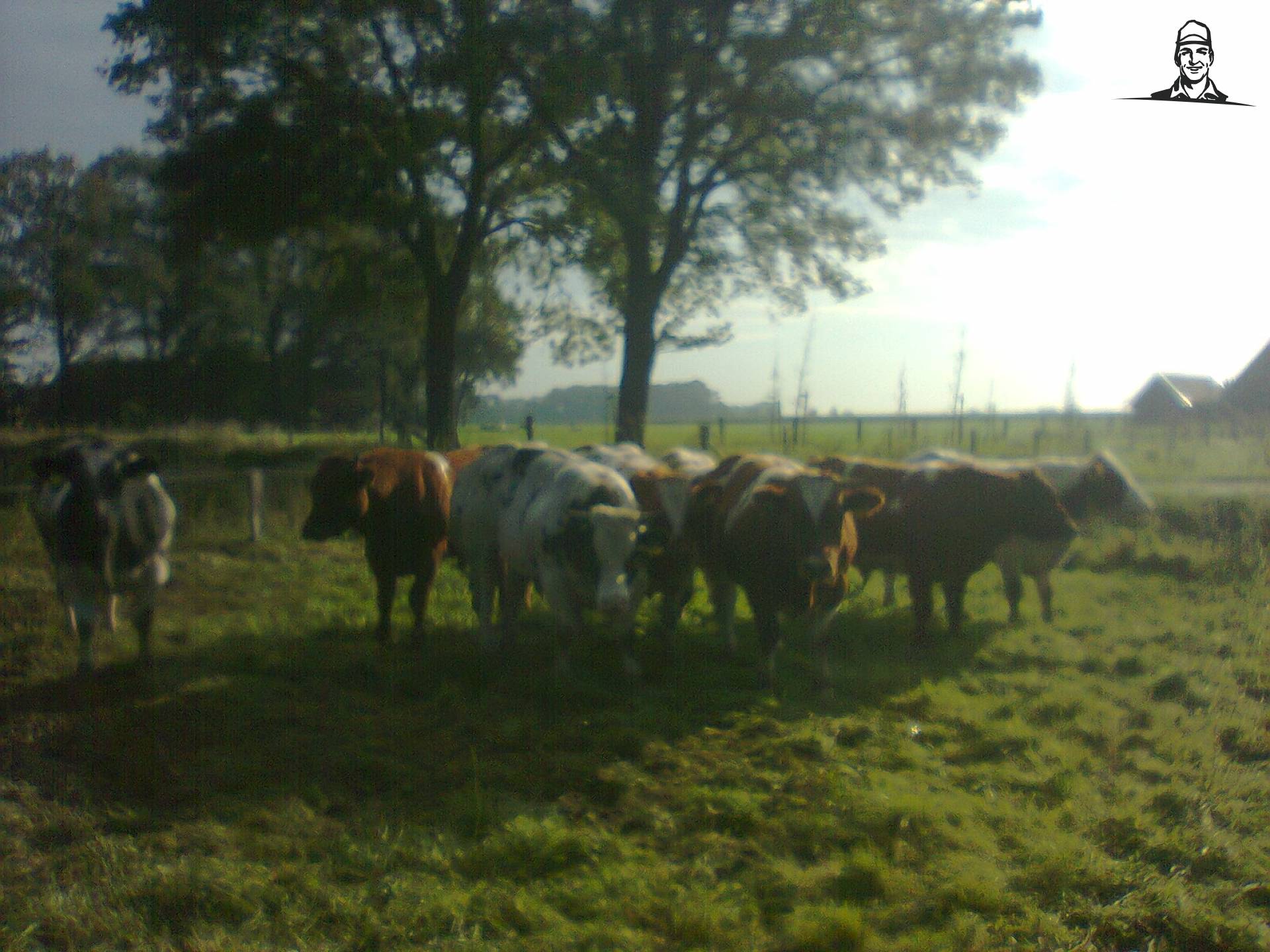 stieren van christenhuszb