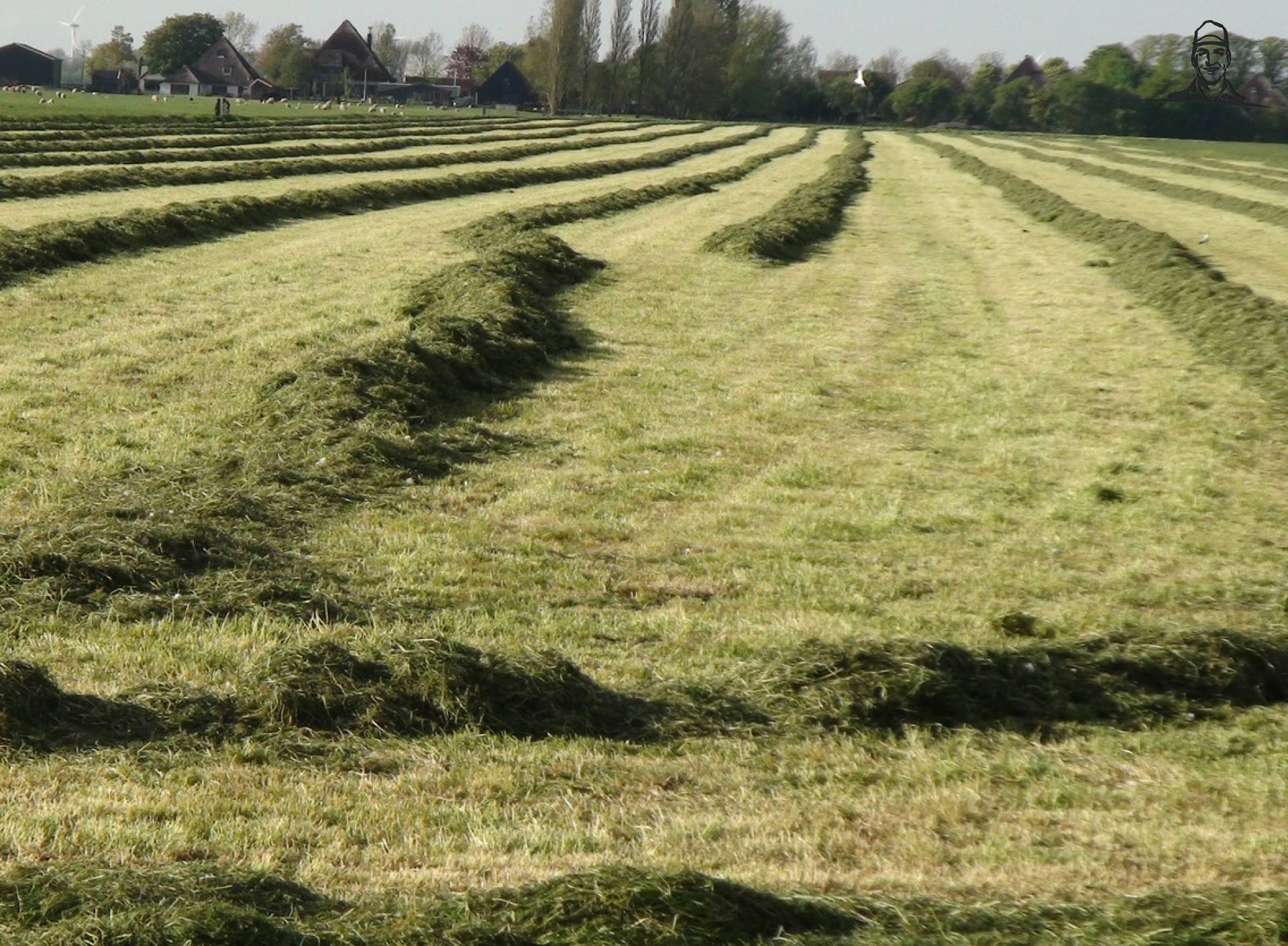 Goed gevormde wieren in het avond zonnetje van Grasbaal