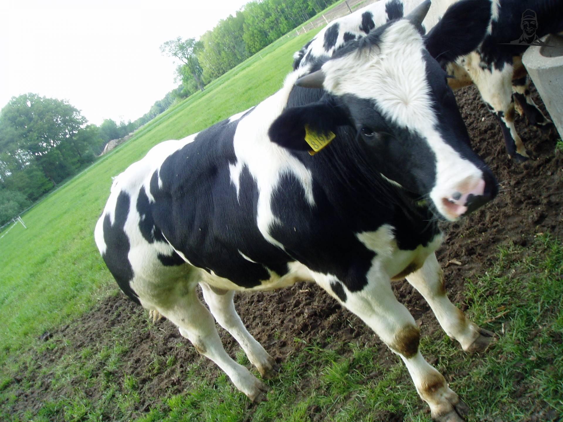 stiertje van christenhuszb