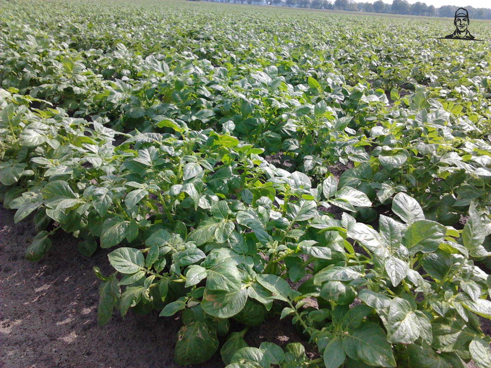 aardappels van henkieturbo