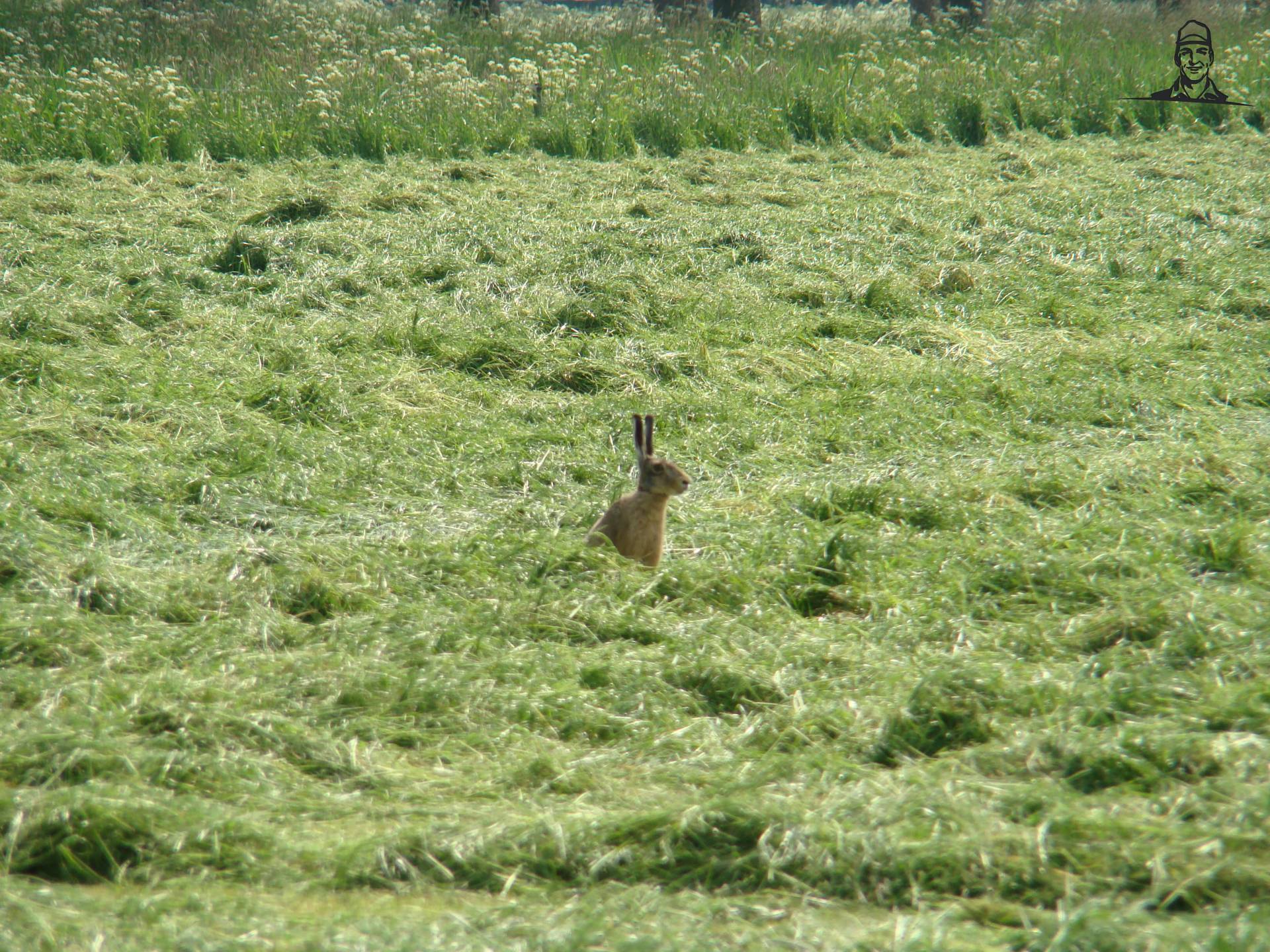 Haas van Johndeeretje