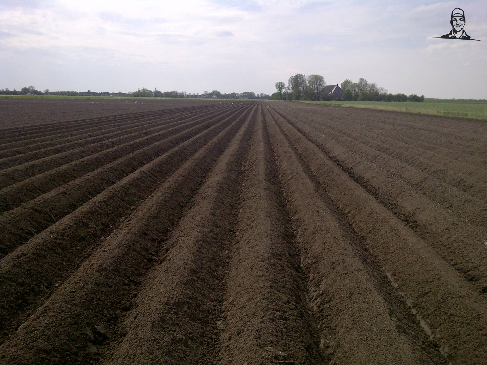 aardappelruggen van mf gek