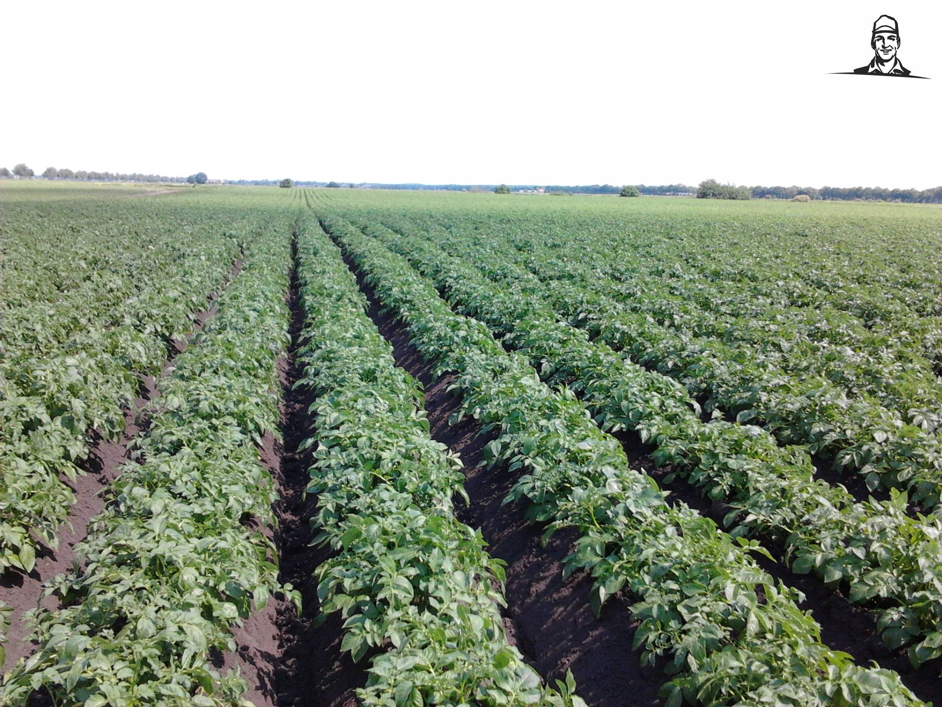 de aardappels staan bijna dicht van henkieturbo