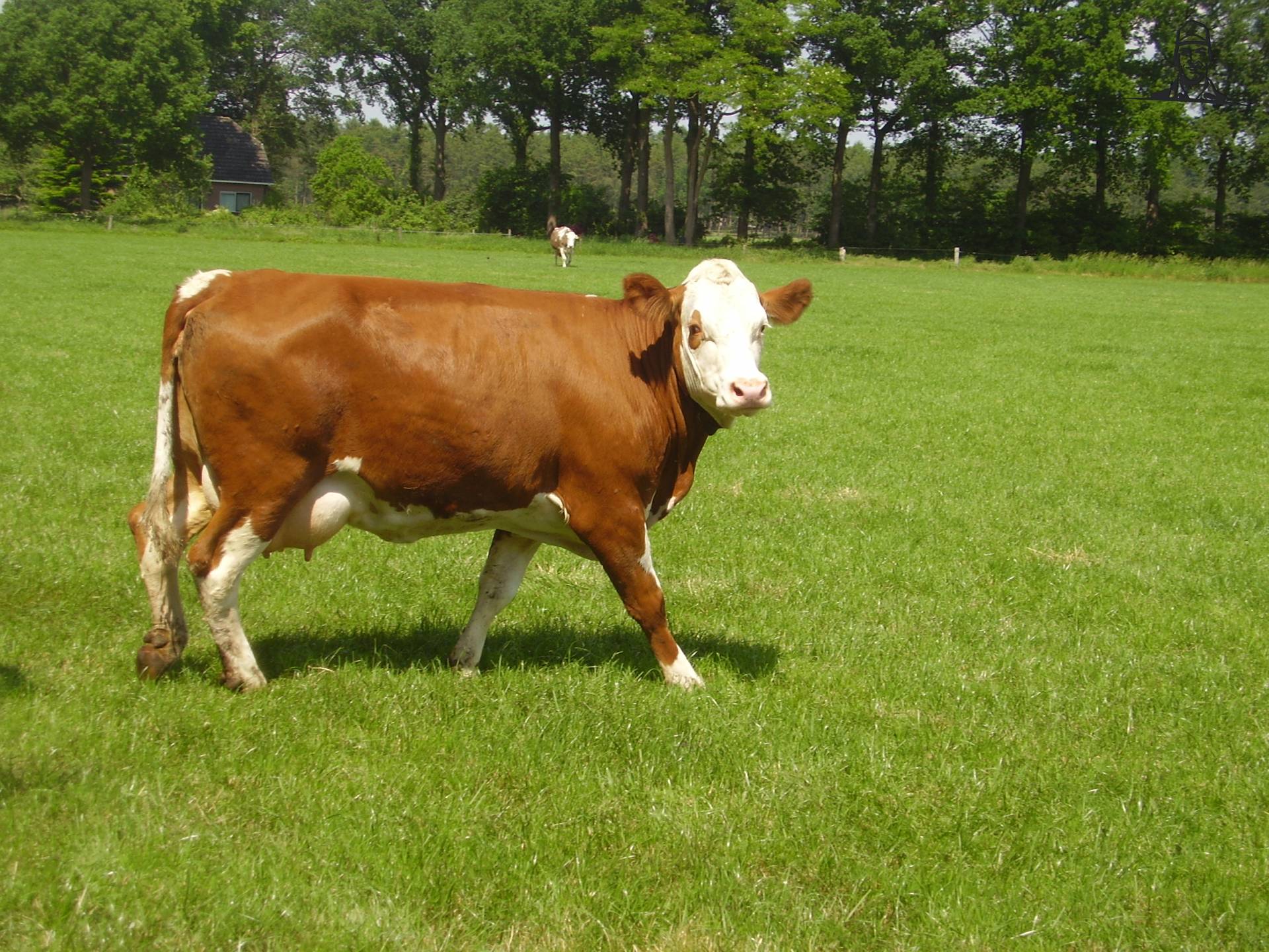 Boe! van newholland6640