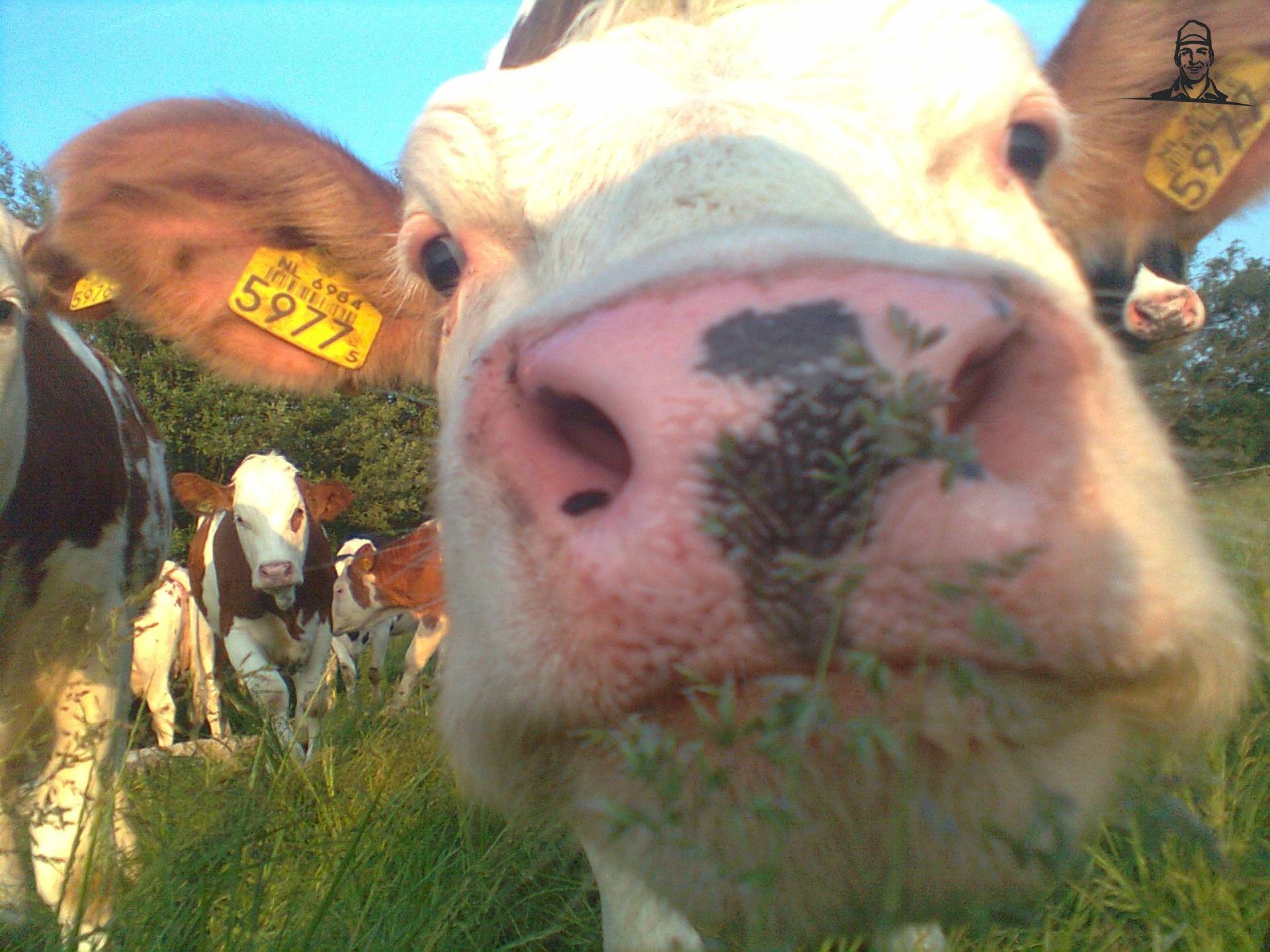 flechvieh! van janhenk