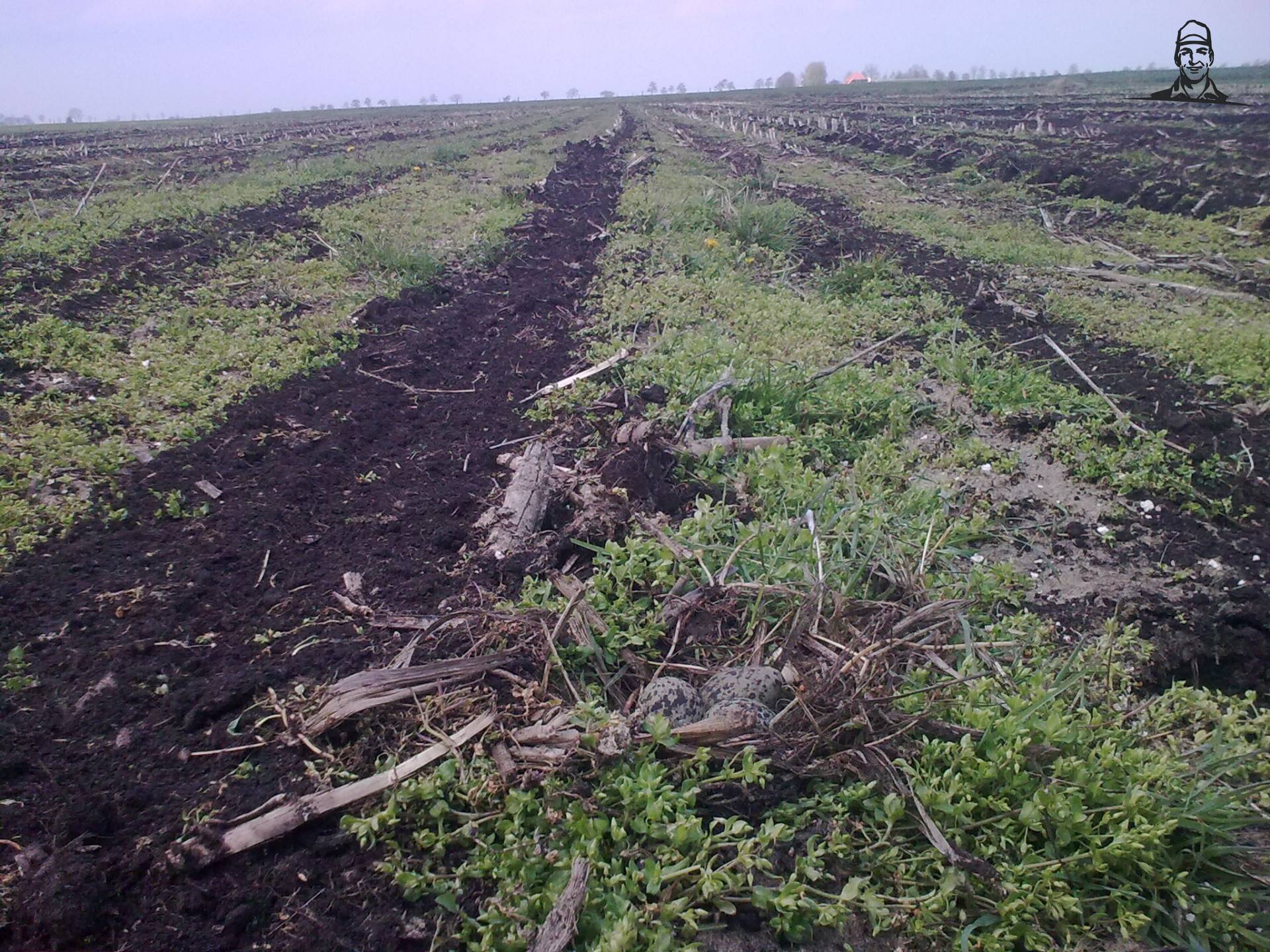 vogelnestje tussen de maÃ¯sstroken van hans m