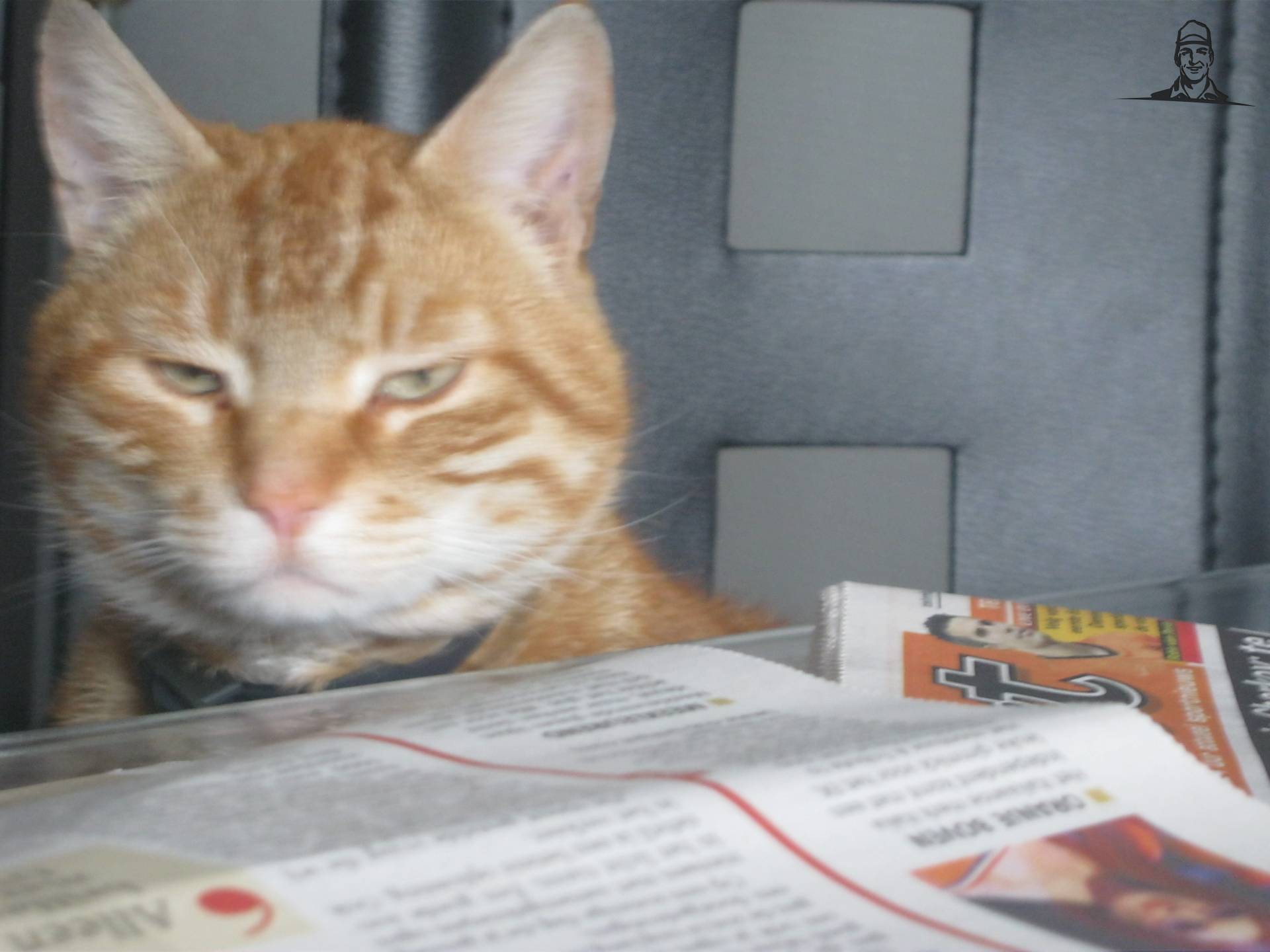 Onze Poes van martijn805