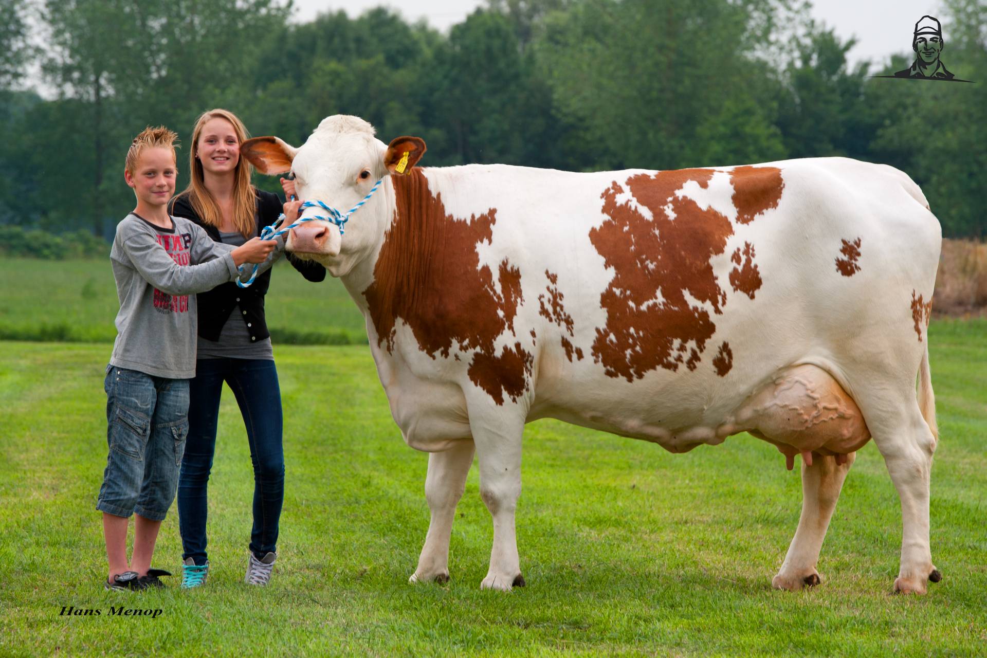 Cato 160 gekozen tot â€˜Fleckviehkoe van â€™t jaar 2012â€™ van Grasbaal