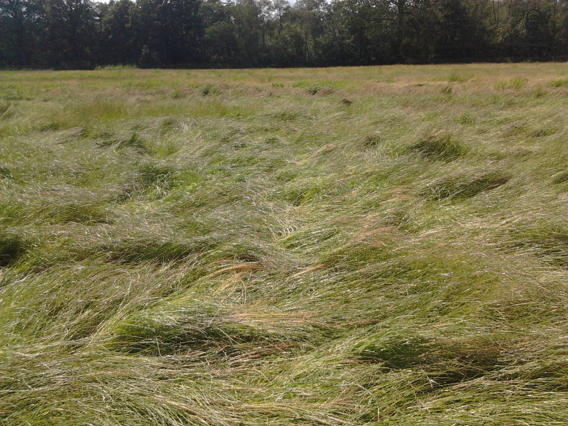 natuurweide van chef-mf