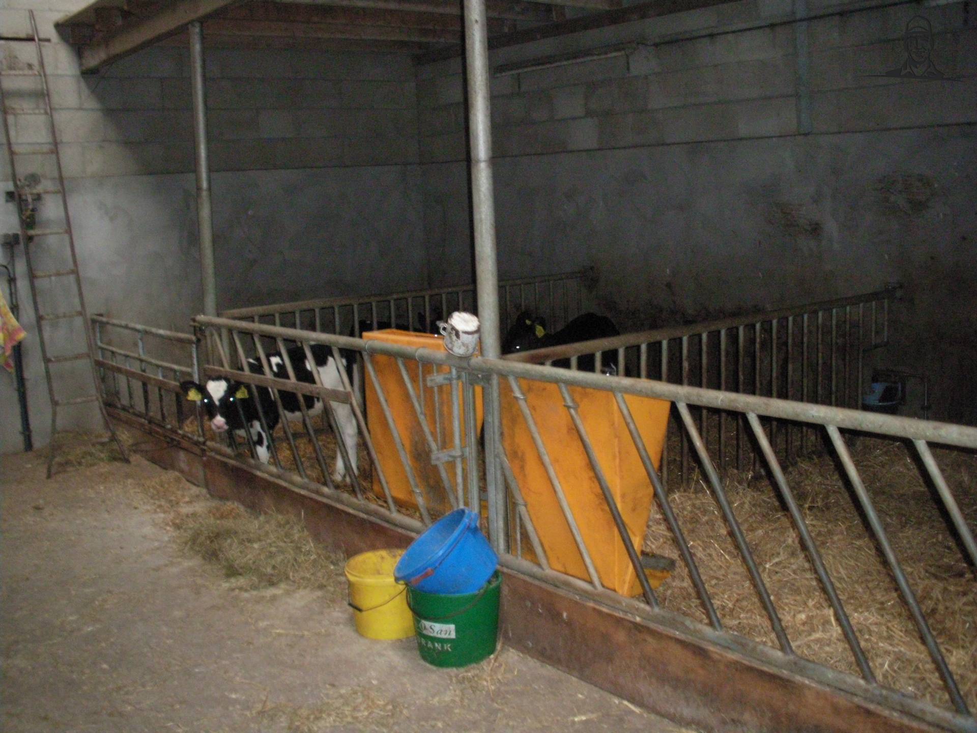 de kleine kalfjes van claasfan530