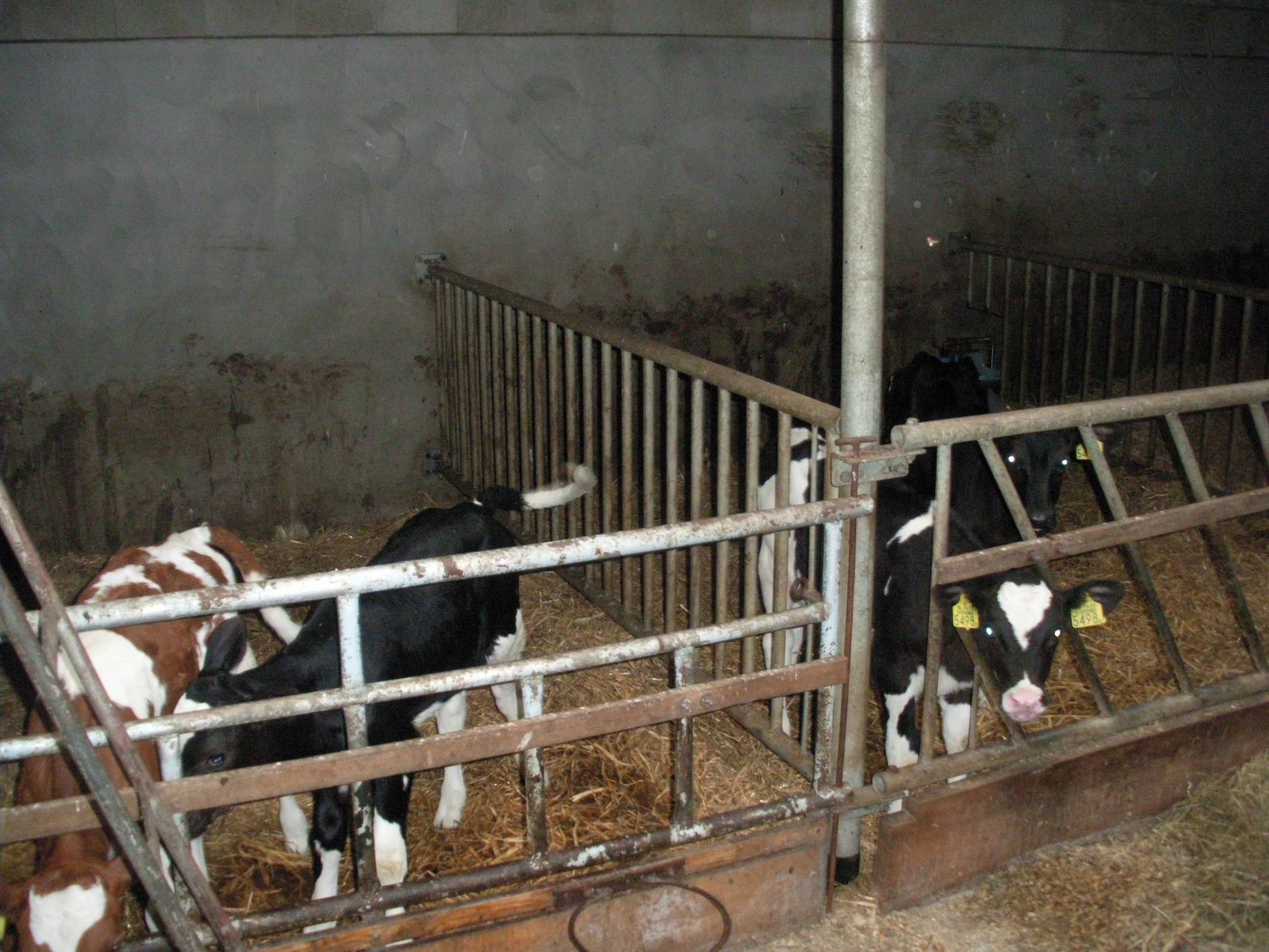 kleine kalfjes van claasfan530