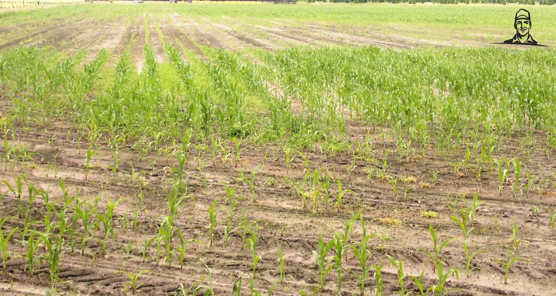 mais 2012 van Eddie v 