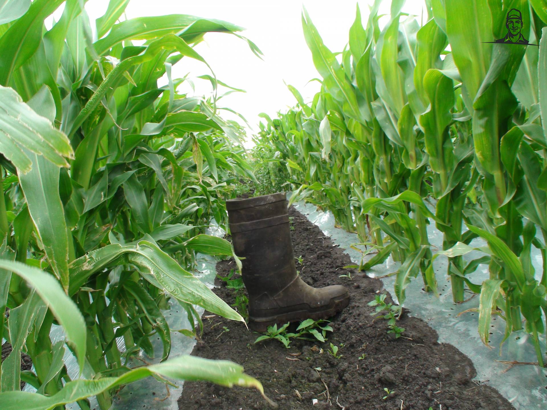 Foliemais Westfriesland 25-06-2012 van Grasbaal