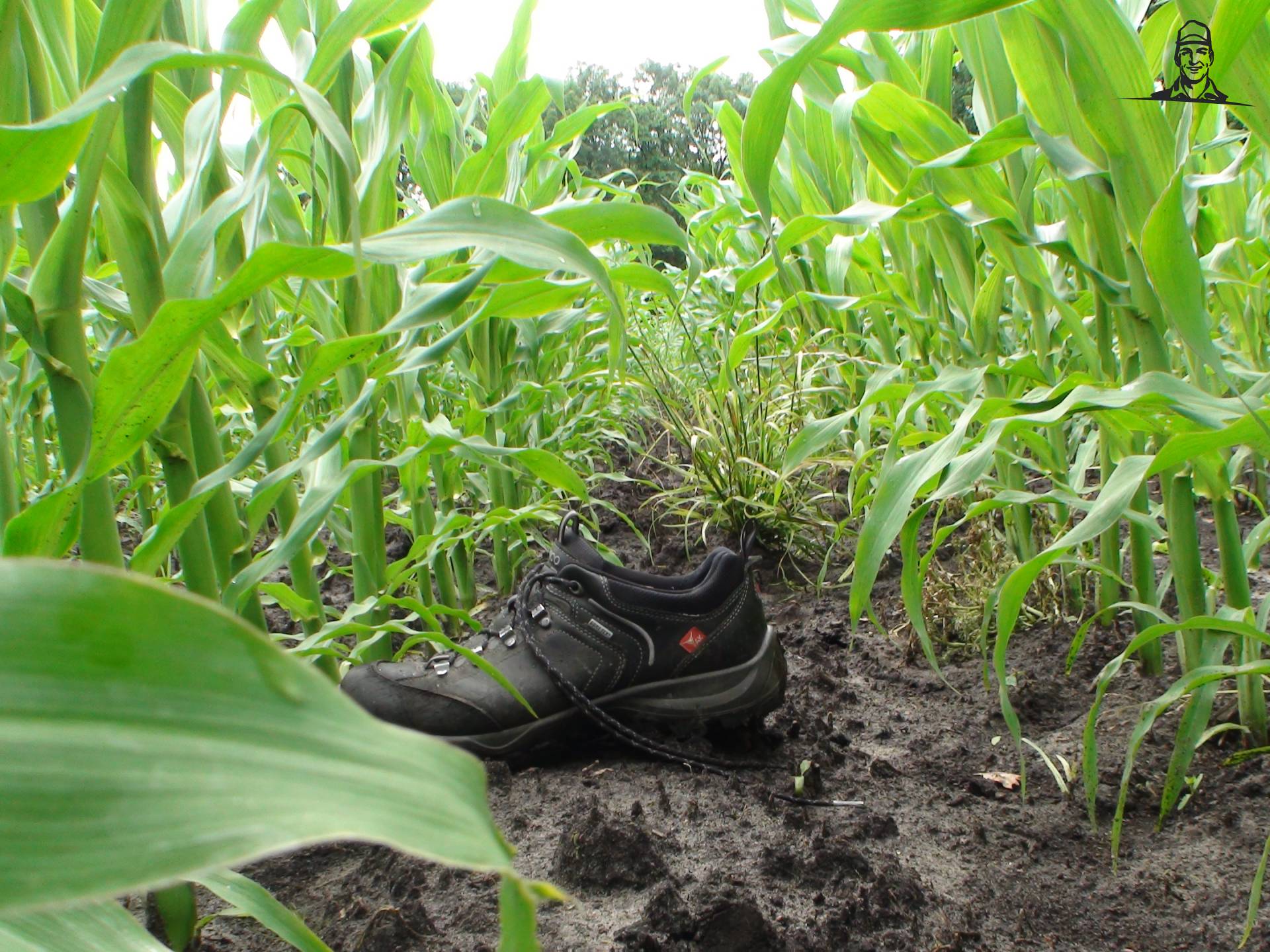 Snijmais Giethoorn 26-06-2012 van Grasbaal