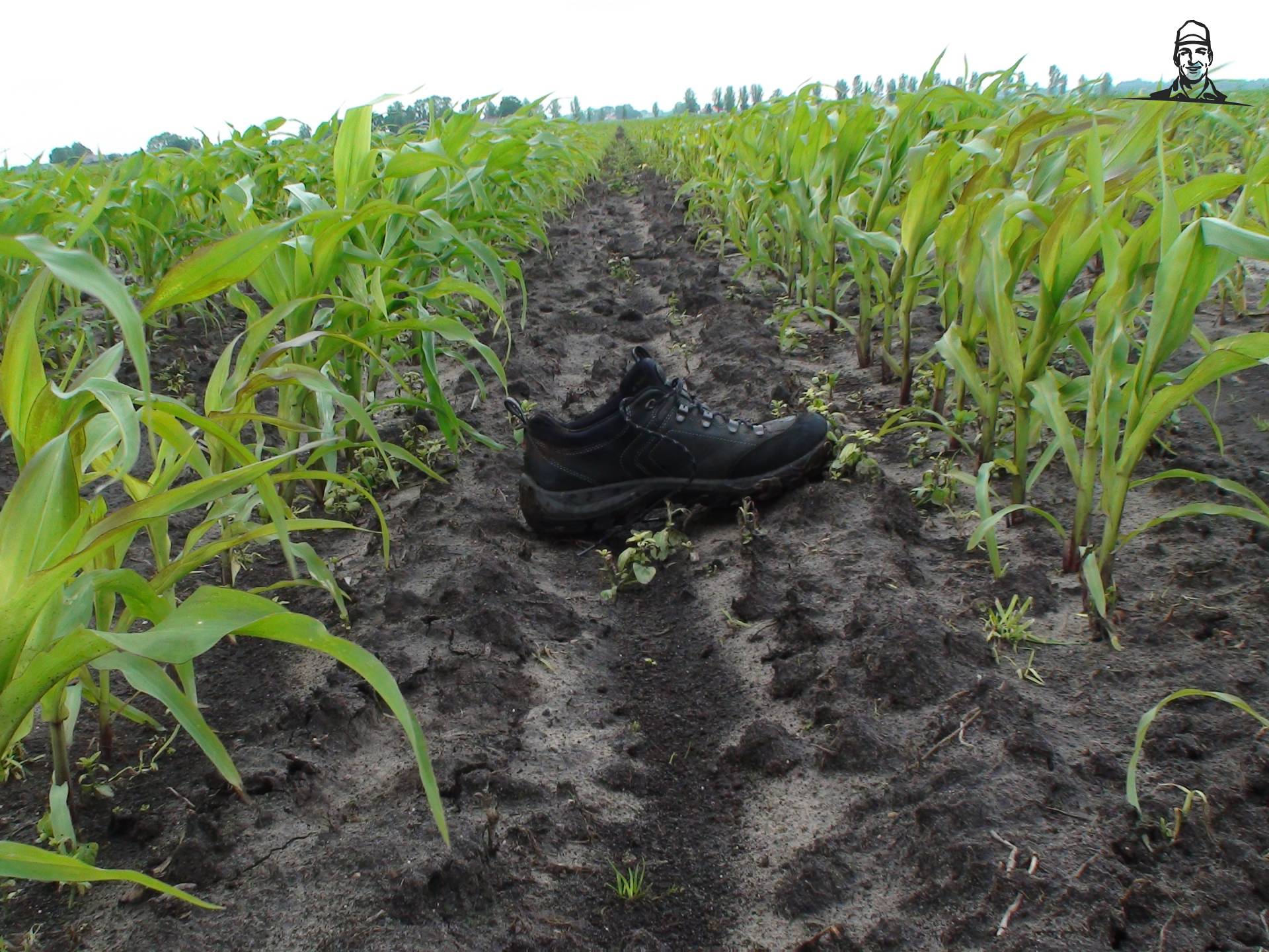 Snijmais Giethoorn  proefveld 26-06-2012 van Grasbaal