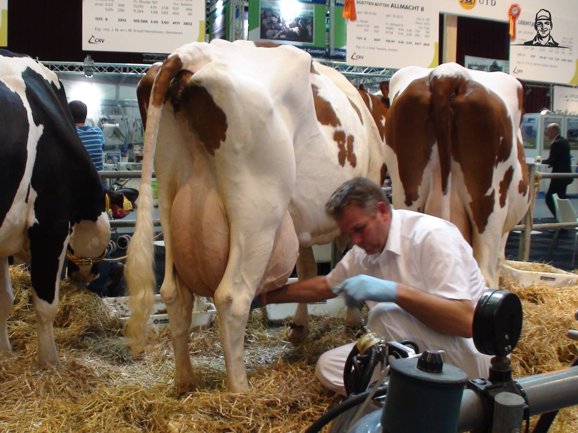 Zeer melkrijke honderdtonners van Grasbaal