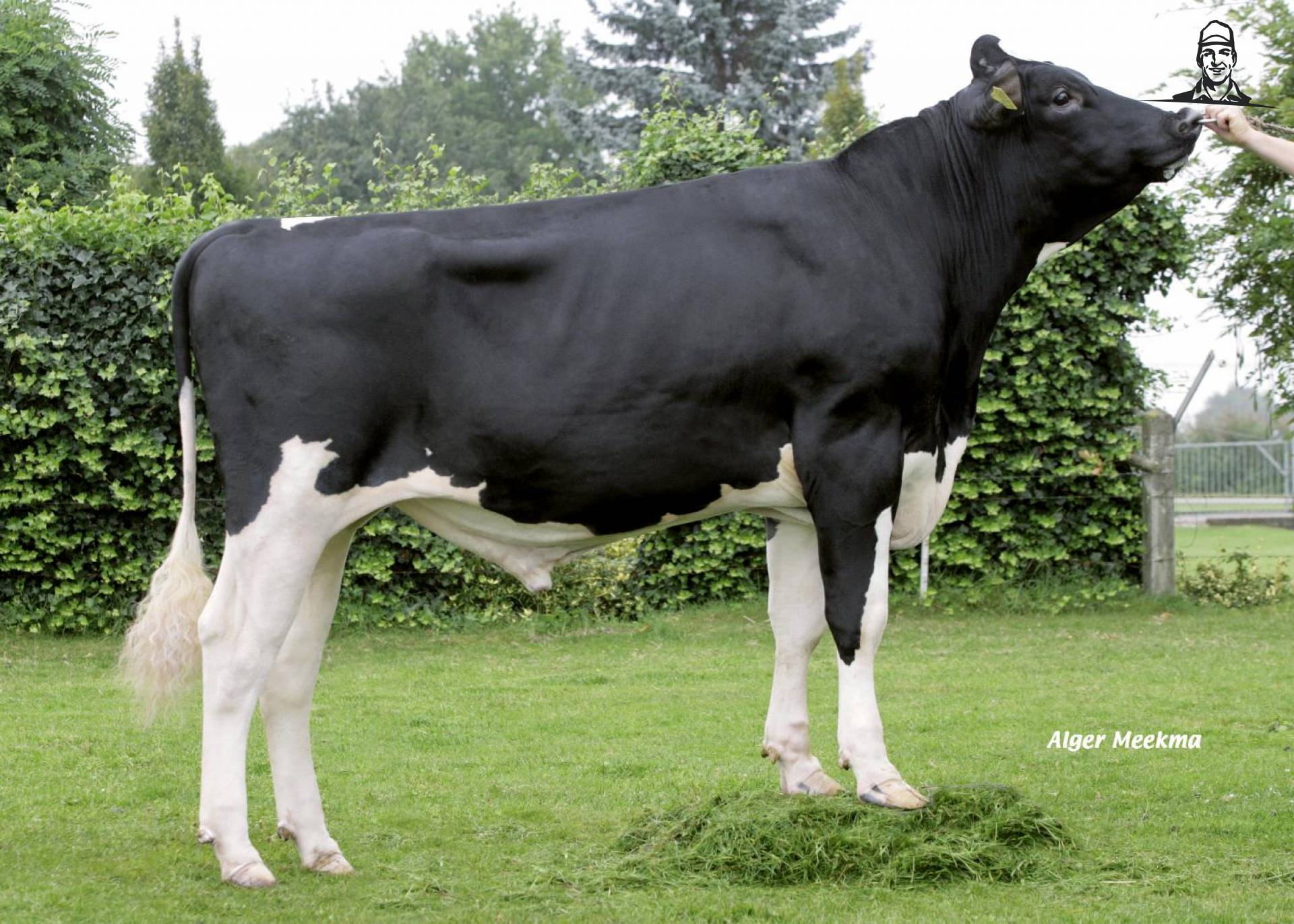 onze stier maar zit nu bij ki kampen van hoffie306