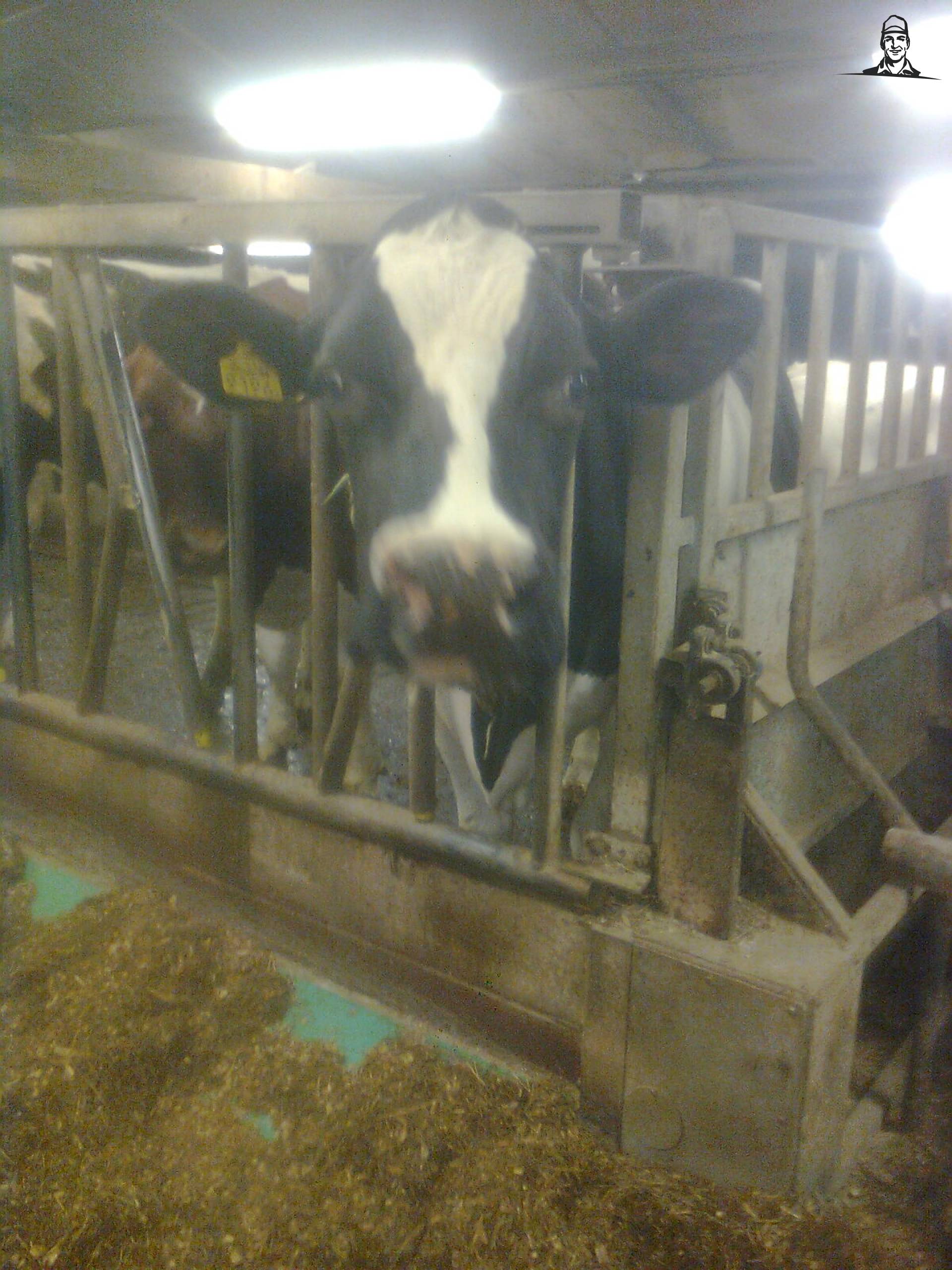 Koe van MasseyPowersss