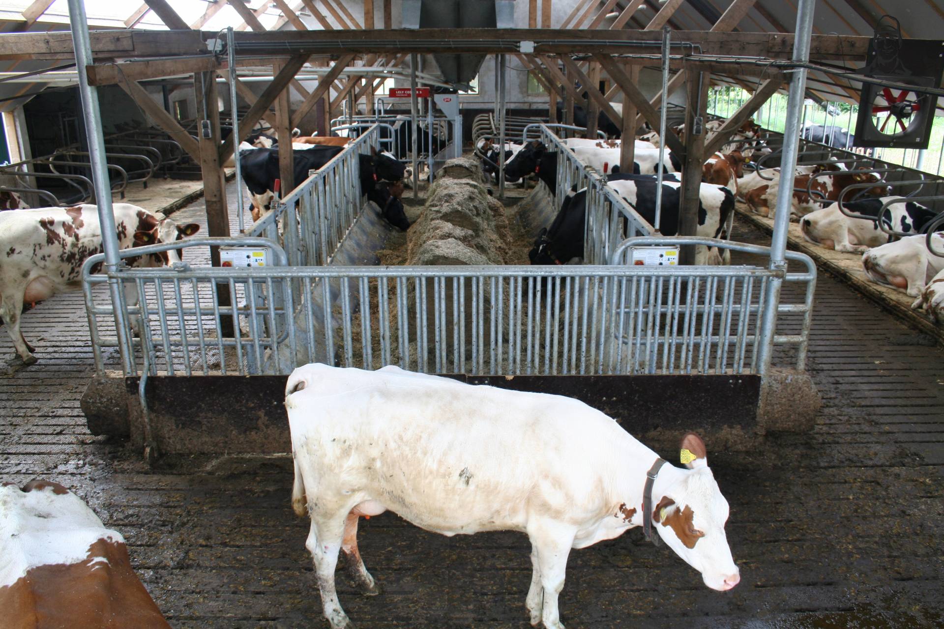 koeien bij voerhek van Hakselaar