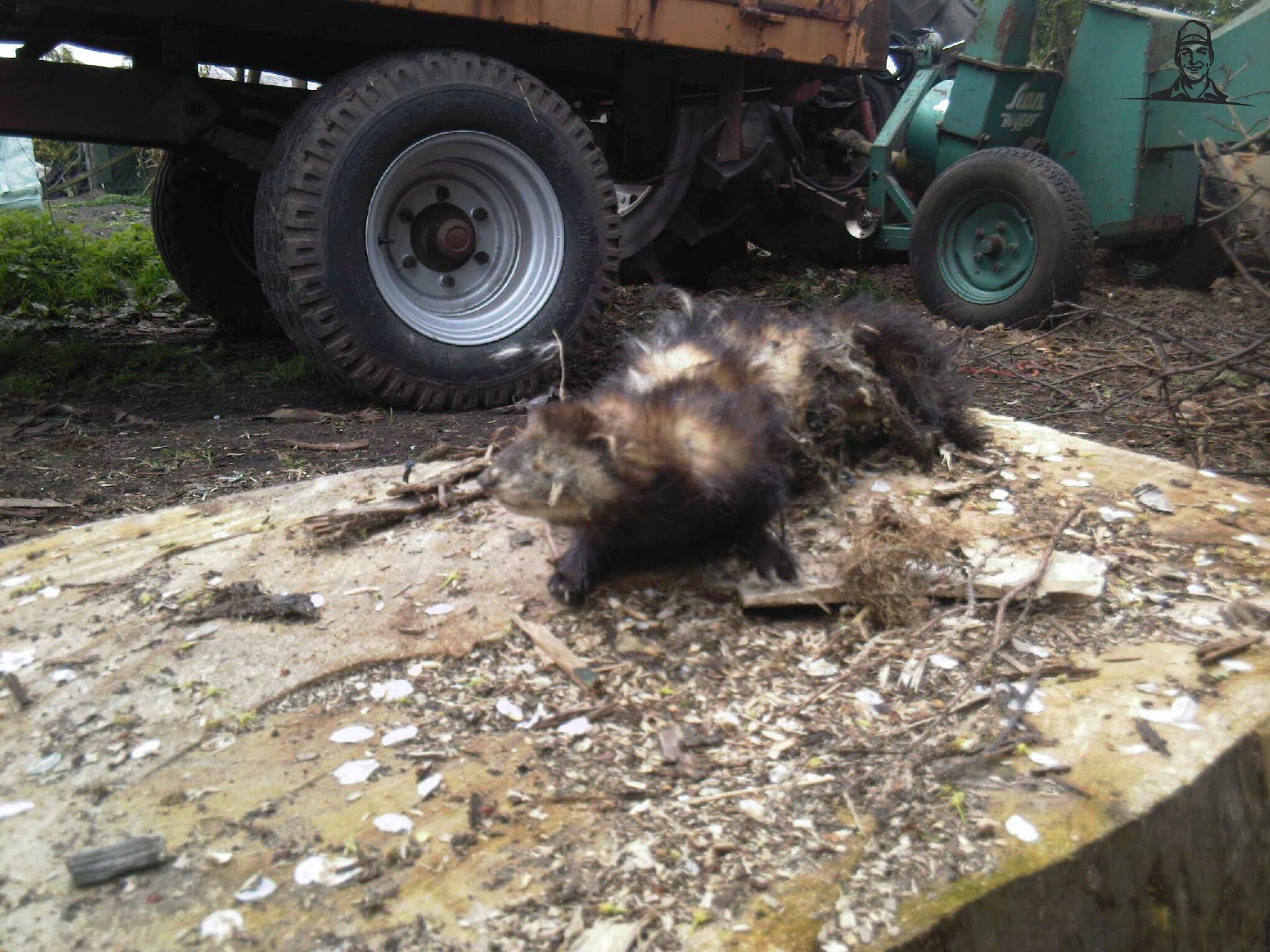 Bunzing - Mustela putorius van DOLMAR