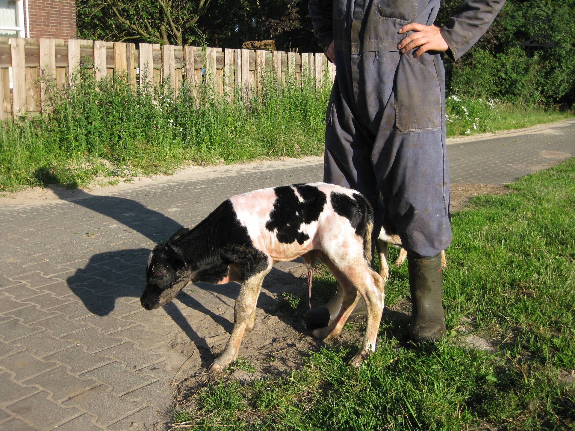 Veel te vroeg geboren kalf van mlkvhoudr