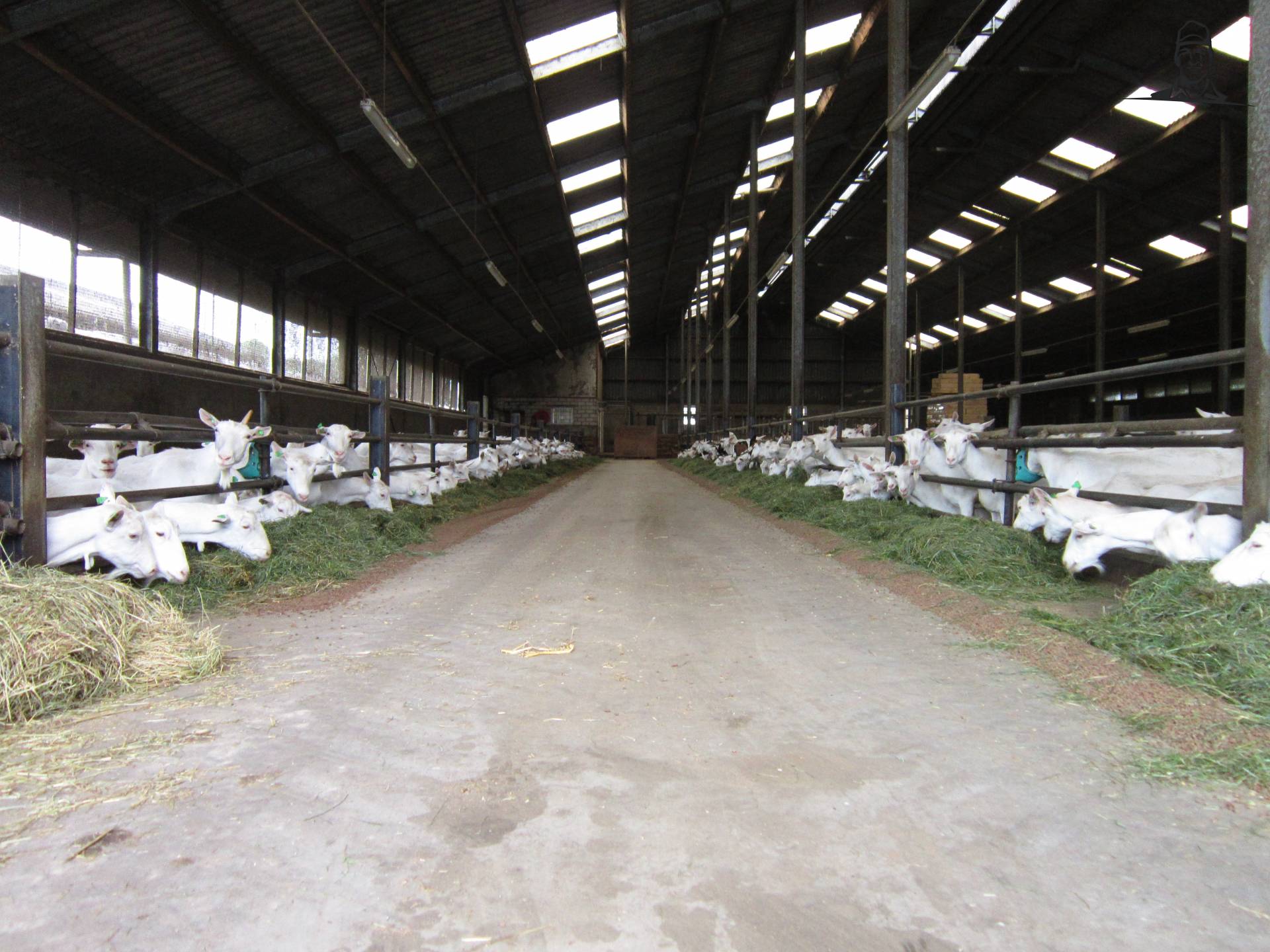 Geiten lekker aan het vreten. van Valtrapowerr