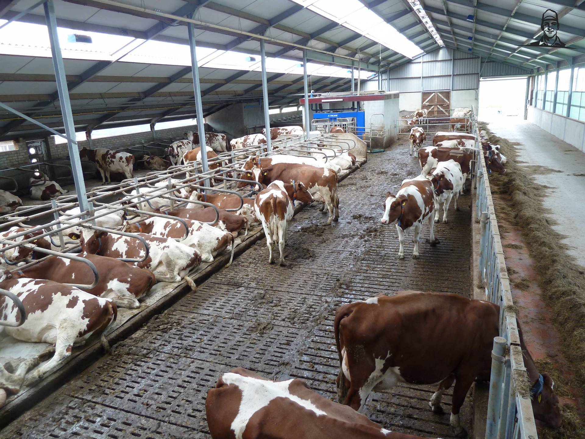 Onze ligboxenstal. van Fendt-411 vario