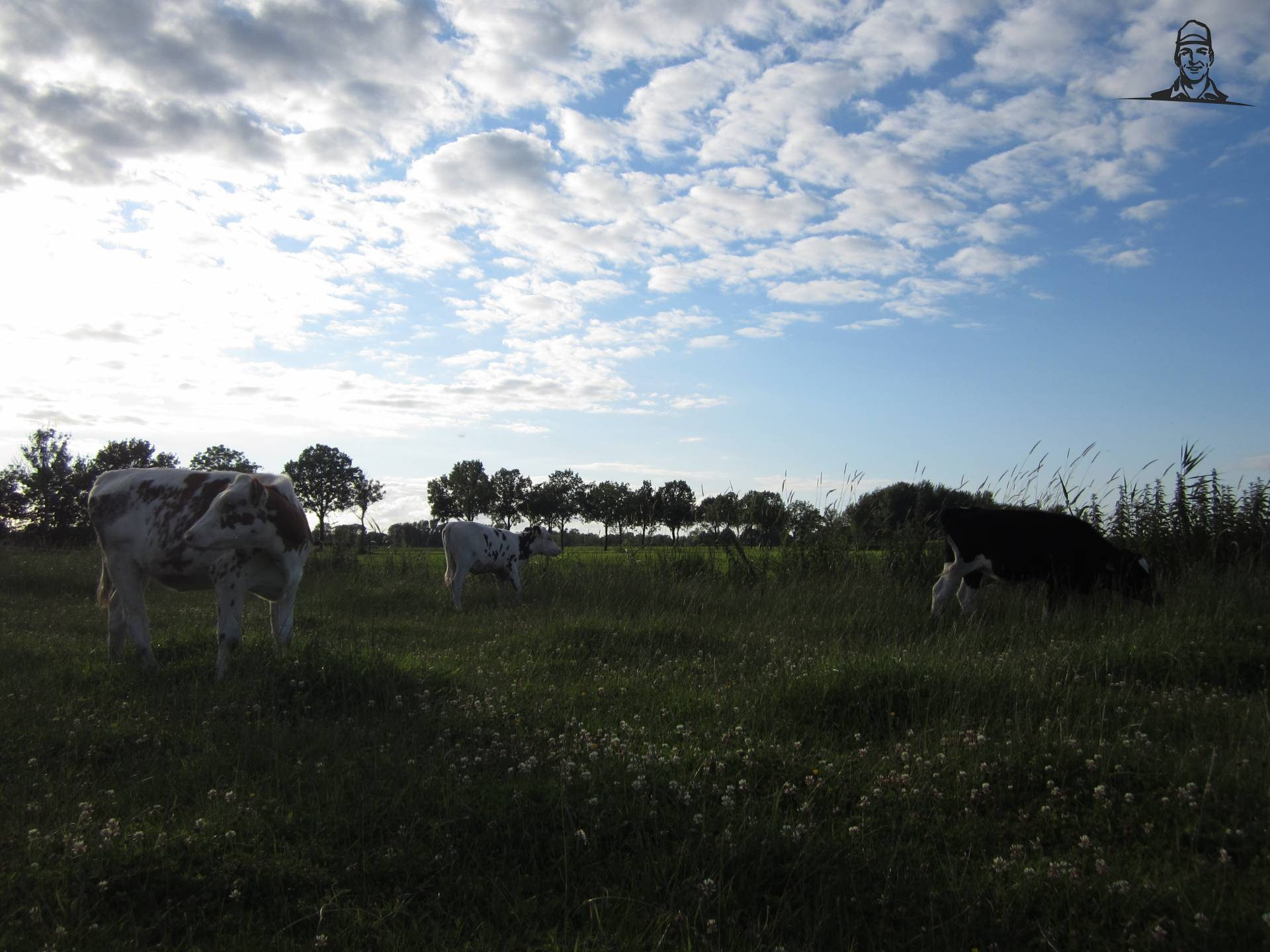 Kalveren van kim1999