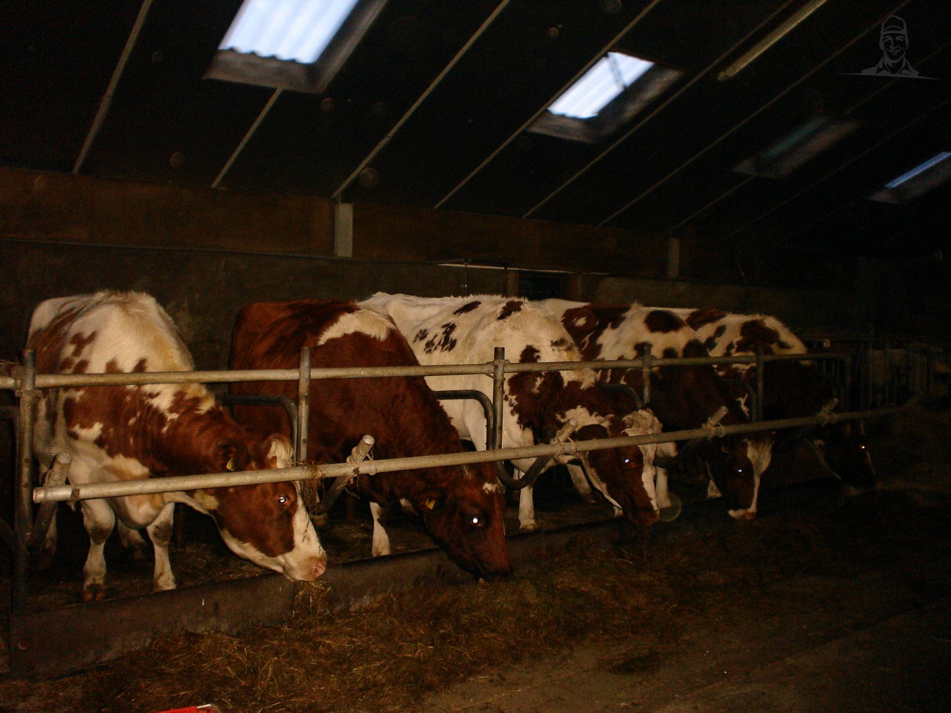 droge koeien van chef-mf