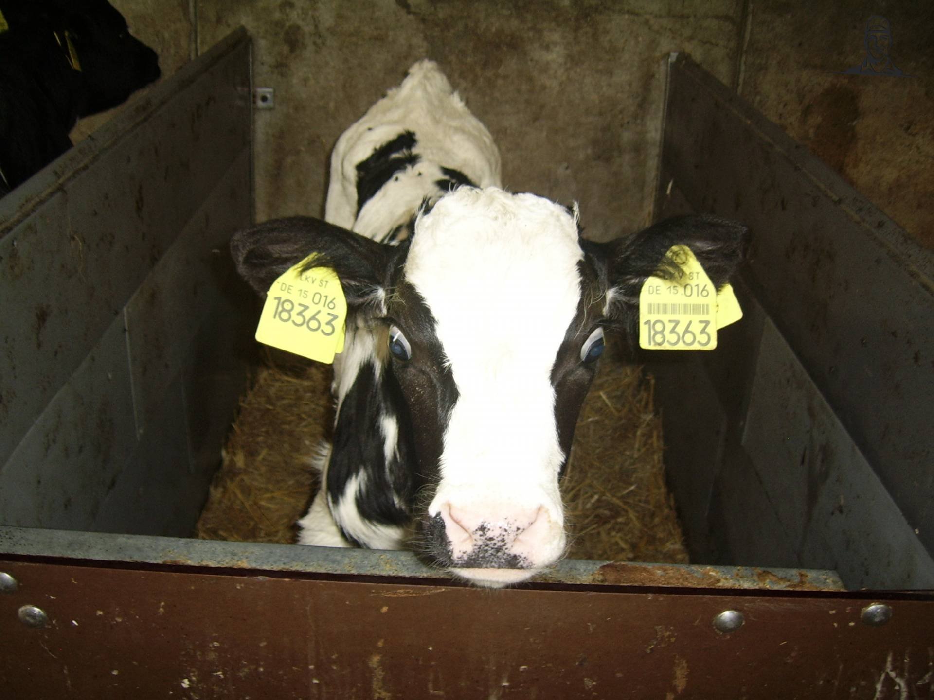 kalfje van rik aalpol