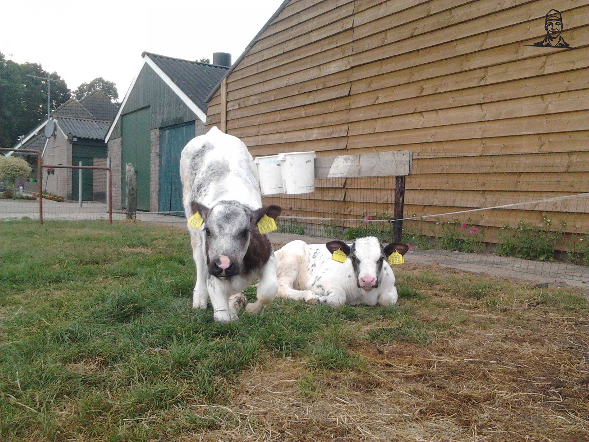 2 vaarskalfjes van chef-mf