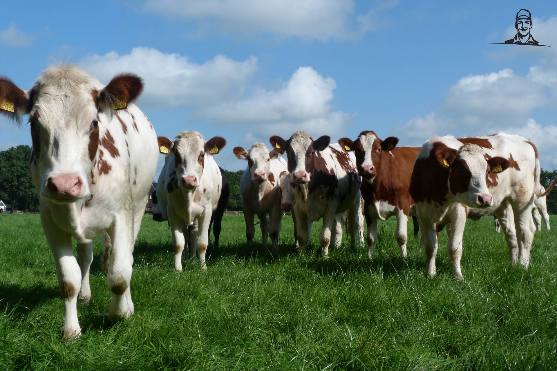 kalveren van fokje114