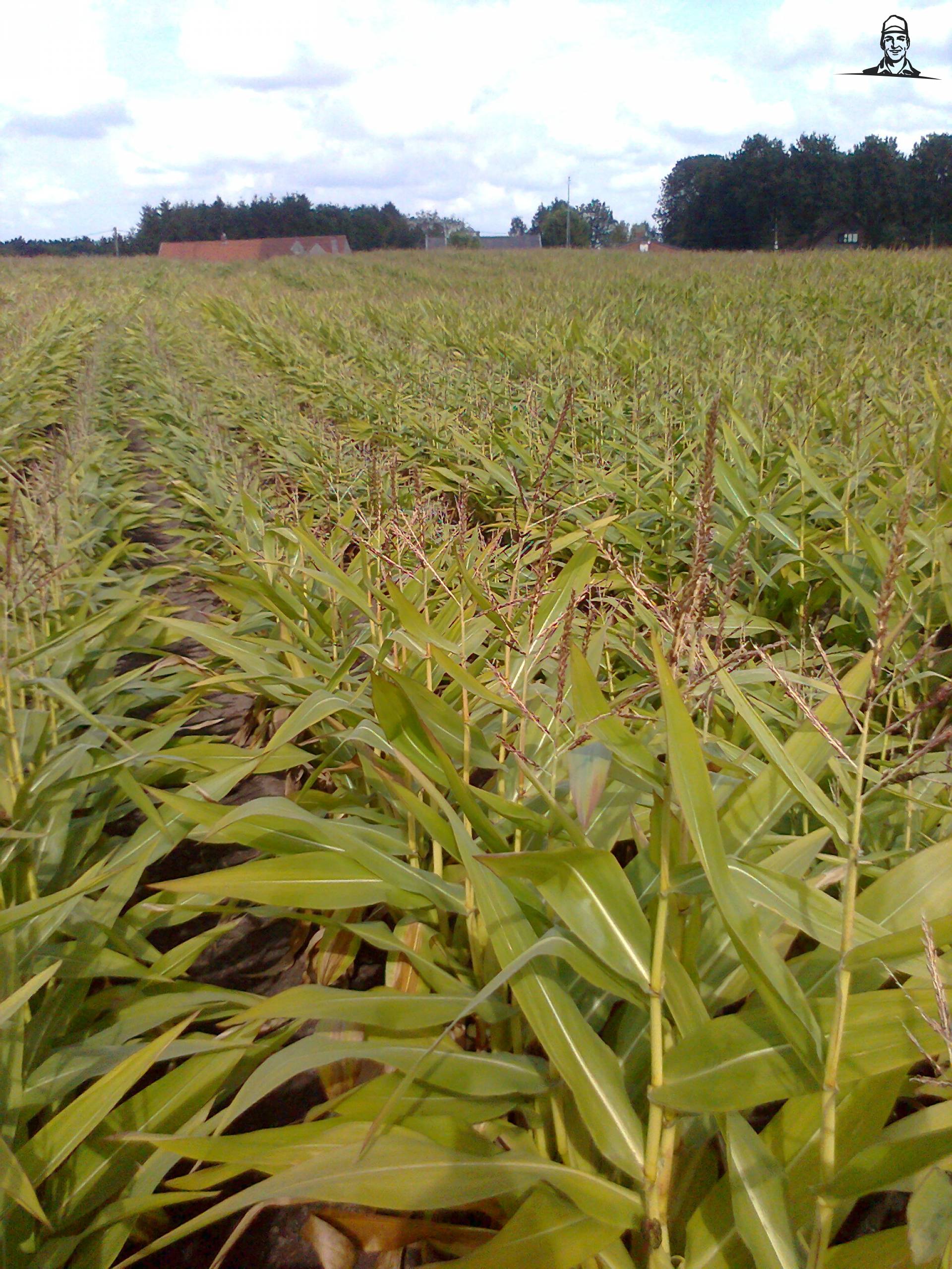 mijn mais 2012 van beboer1