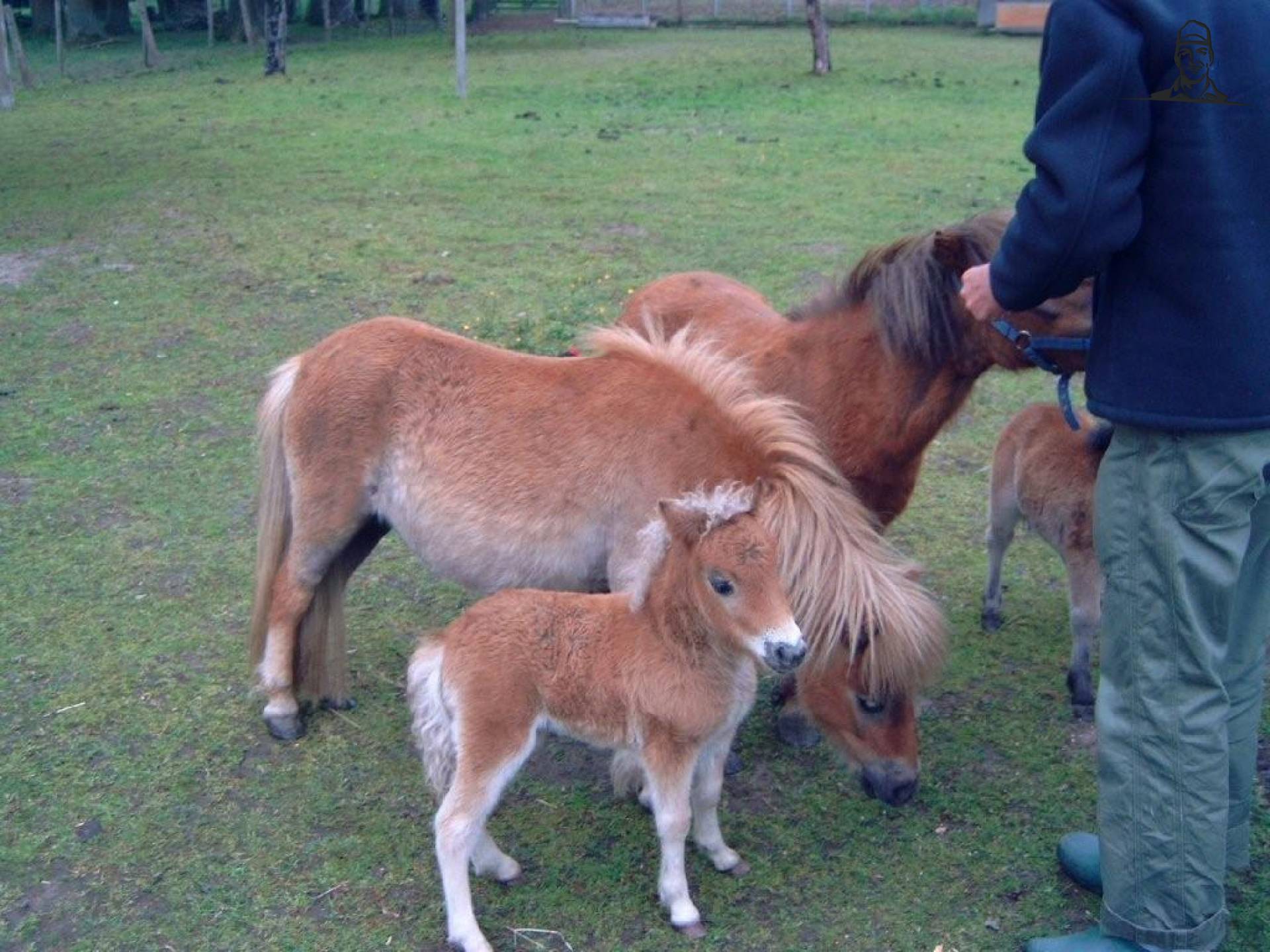 Mijn pluchen diertjes van Roggeman Johan