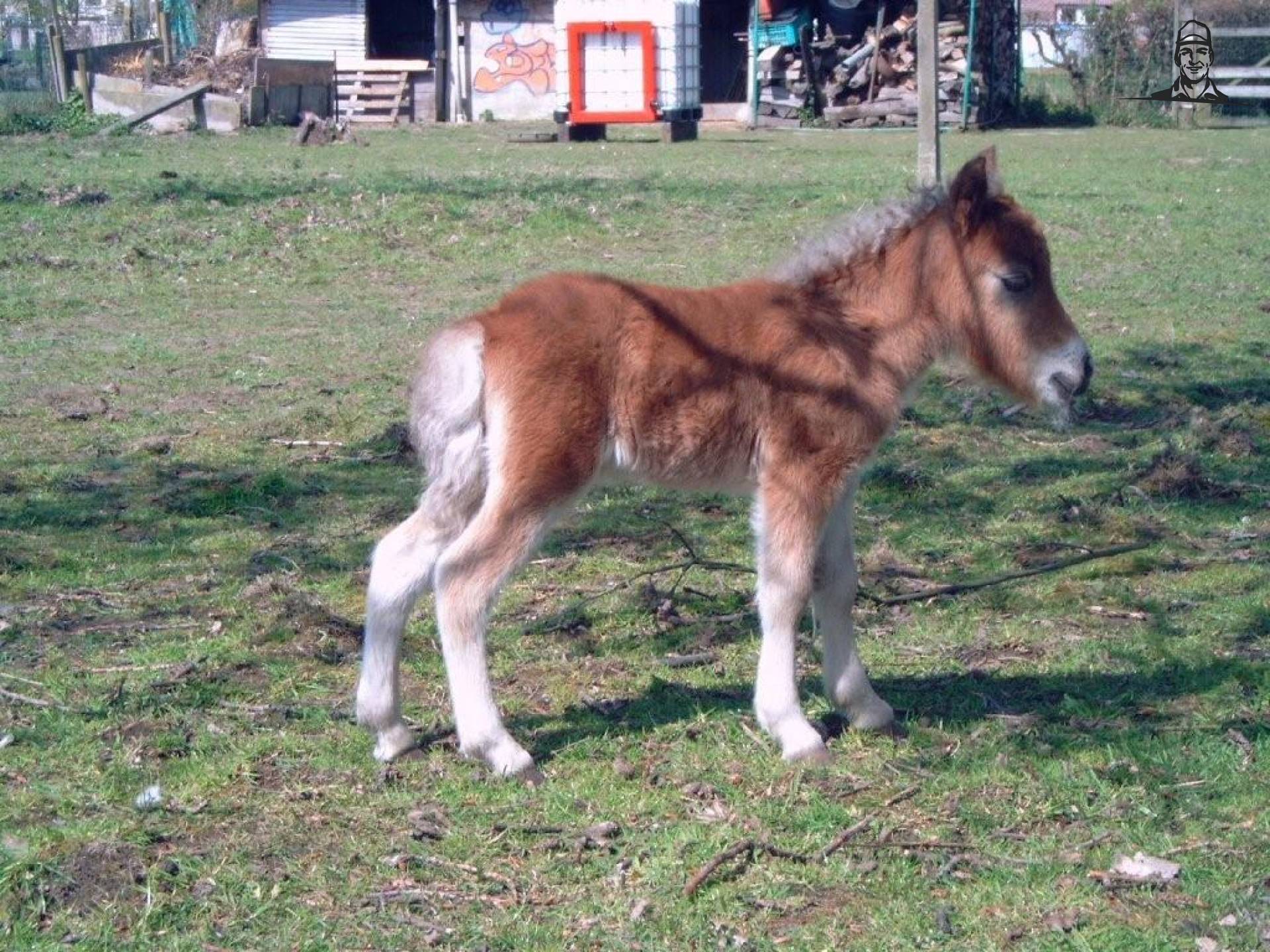 En nogmaals mijn pluchen beestje van Roggeman Johan