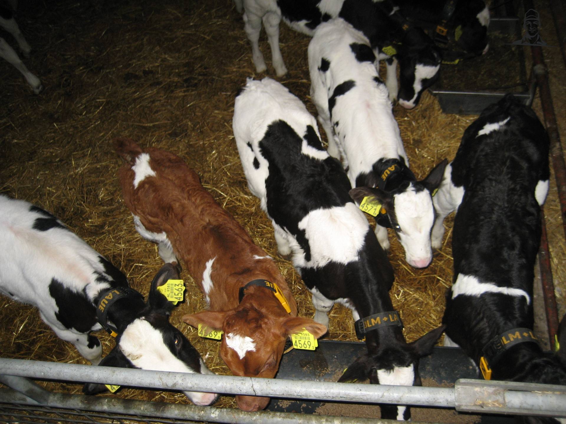 Kalfjes, van Valtraboerties