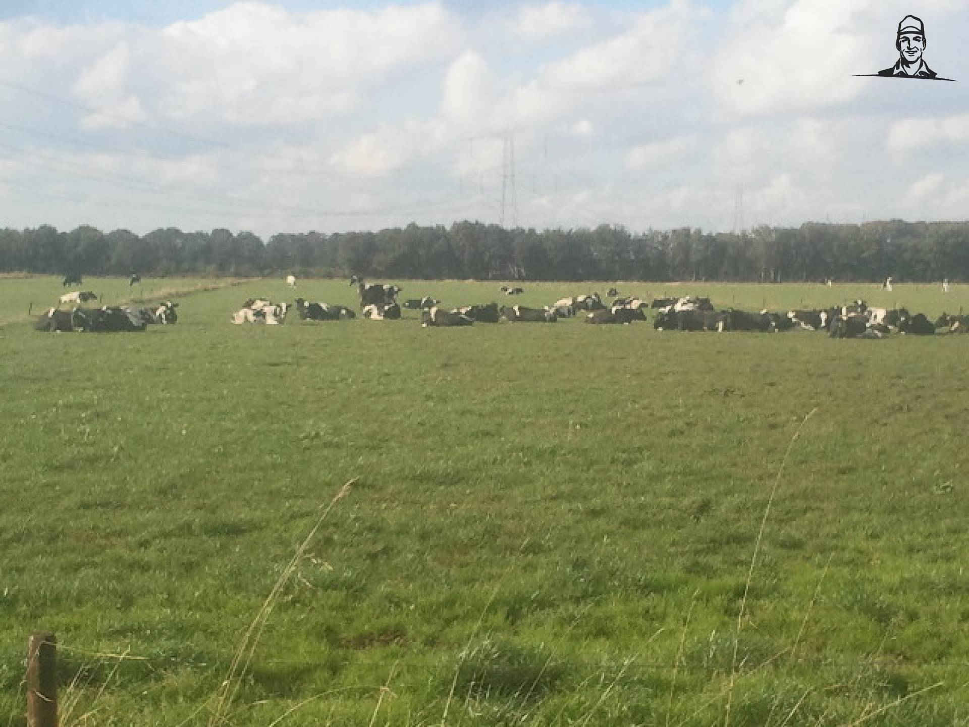 Koe in de zon van Grasbaal