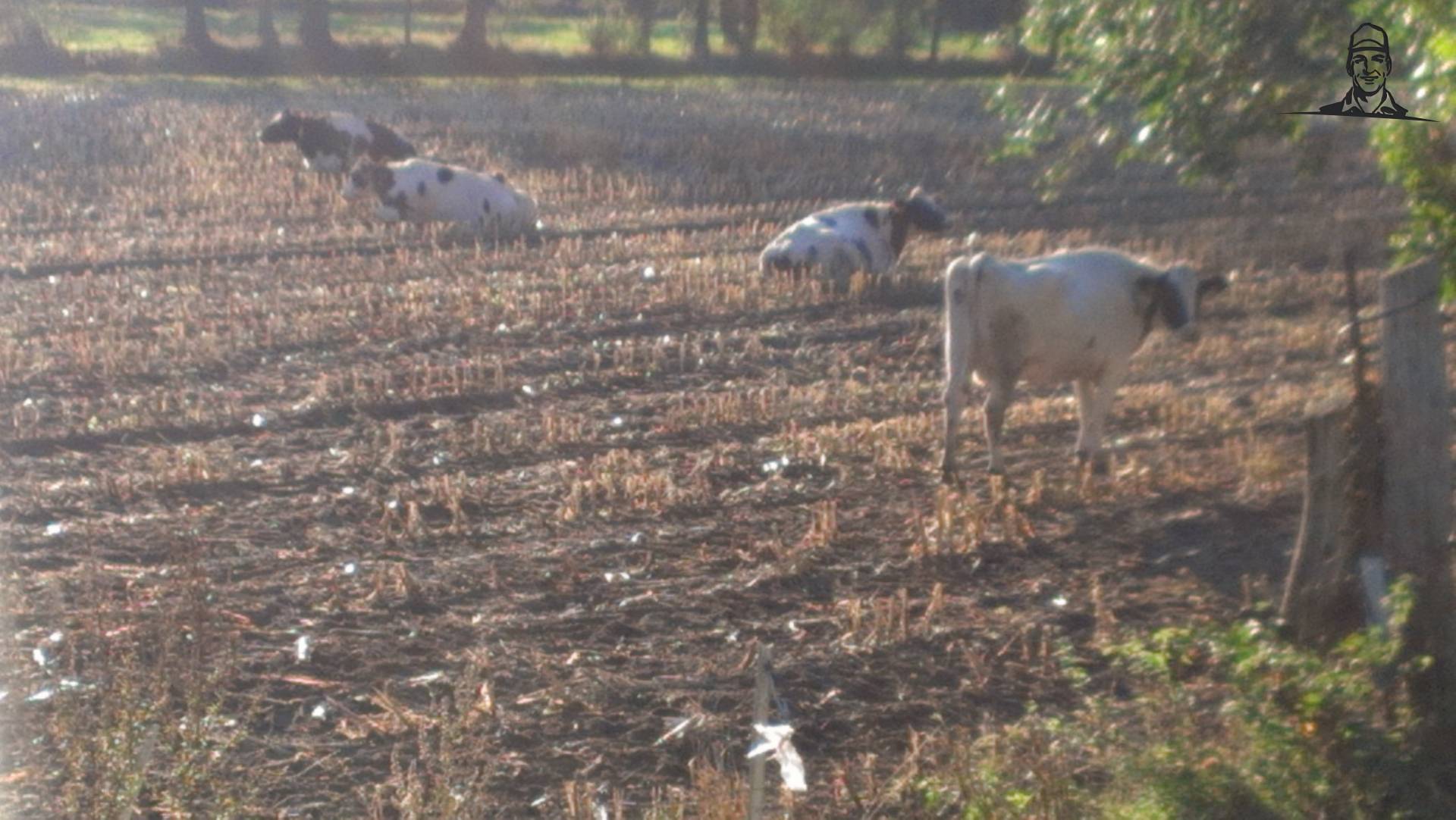 droge koeien vrijlooopstal van gezienus