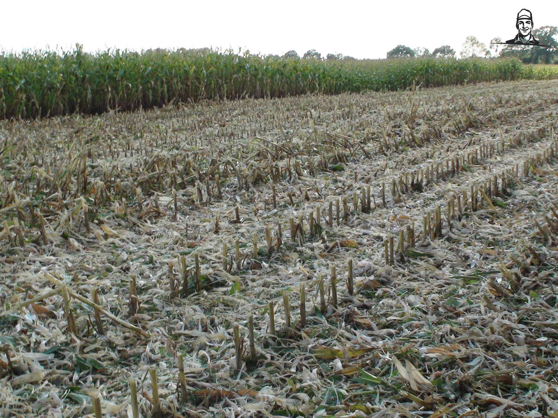 Gedorste mais van Grasbaal