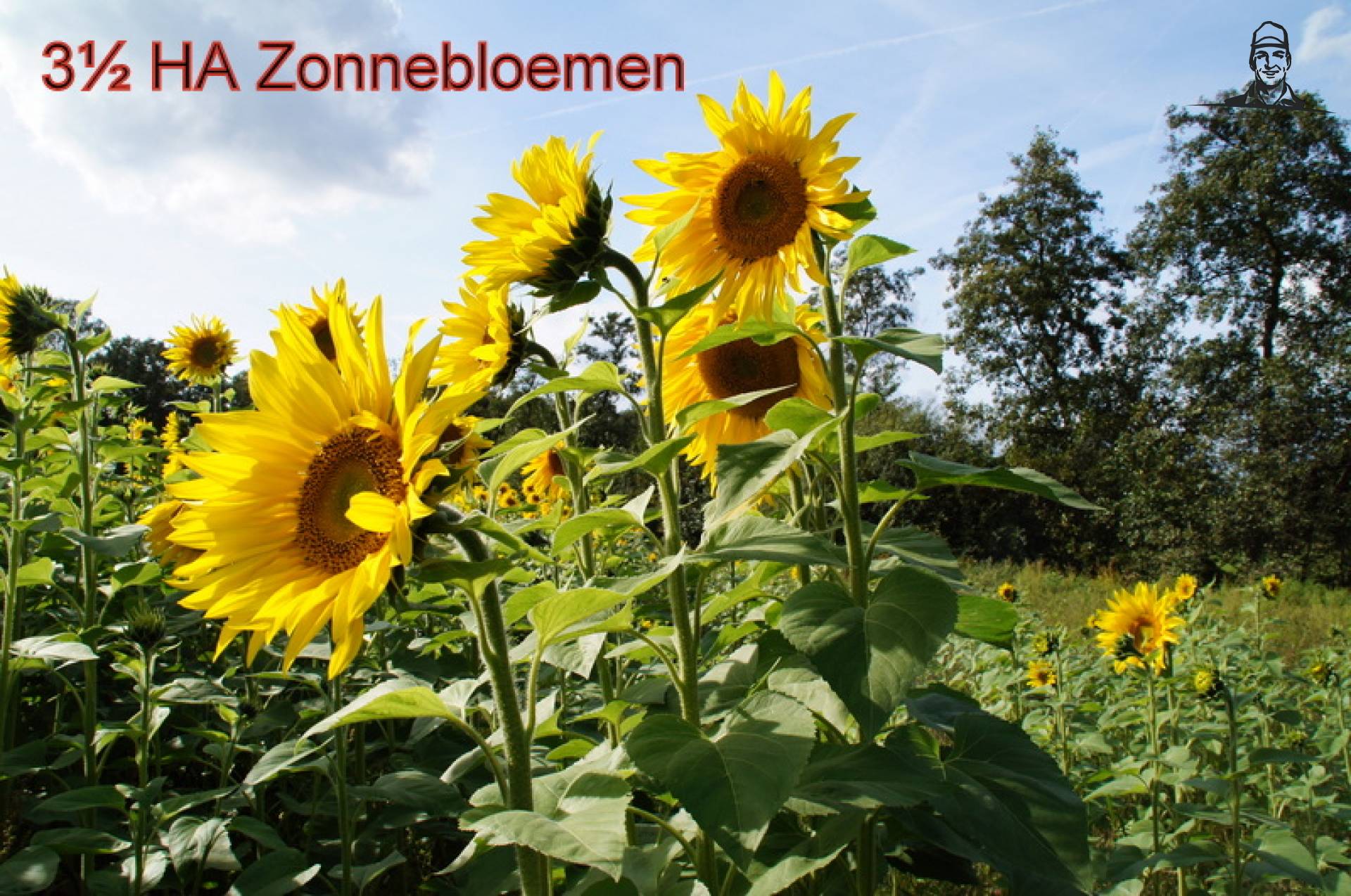 zonnebloemen van maisboerke