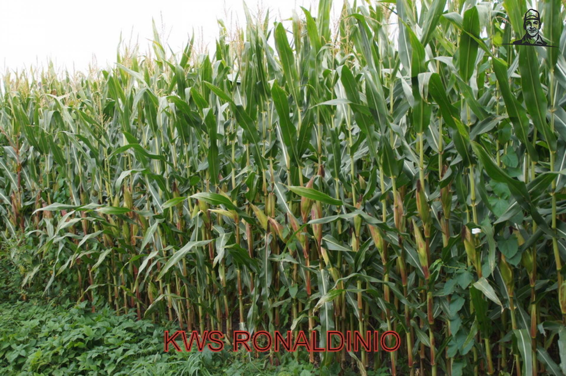 Ronaldinio van maisboerke