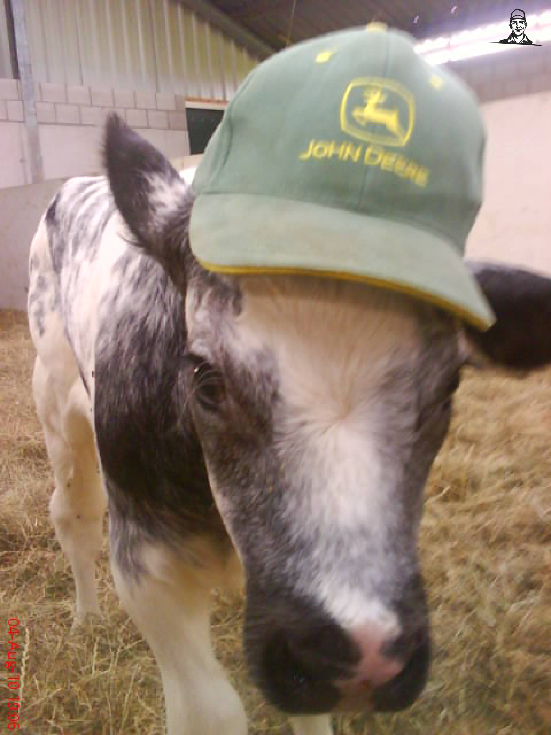 hoe zo kan een kalf niet van john deere houden van thomasbolder