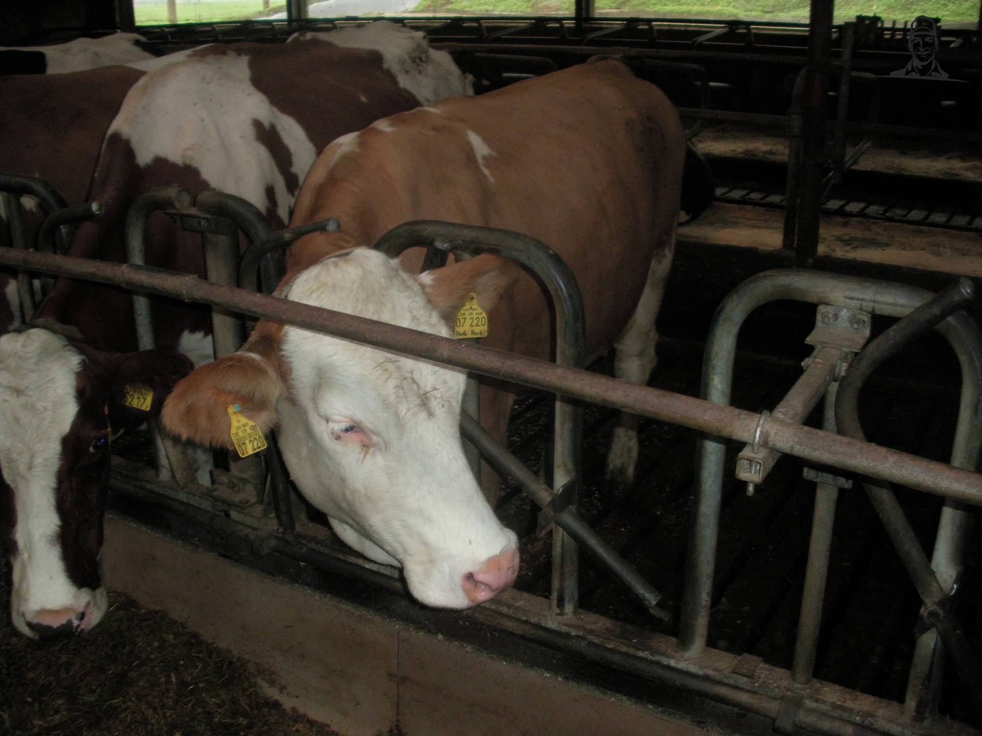 fleckvieh van claasfan530