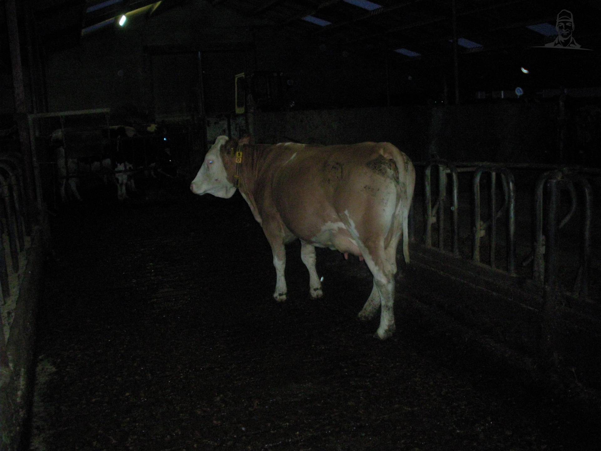 fleckvieh van claasfan530